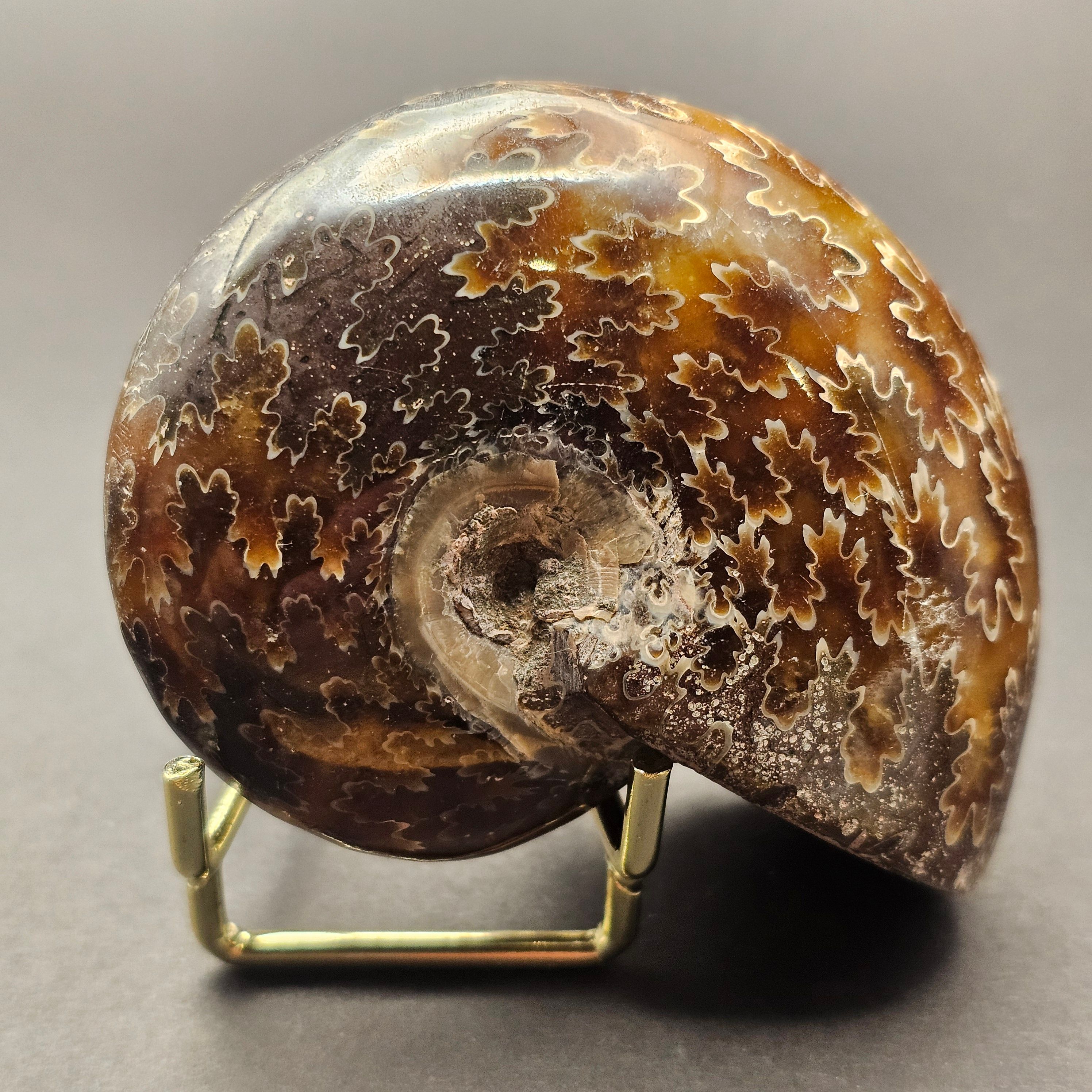 Polished Democeras Ammonite — DA4