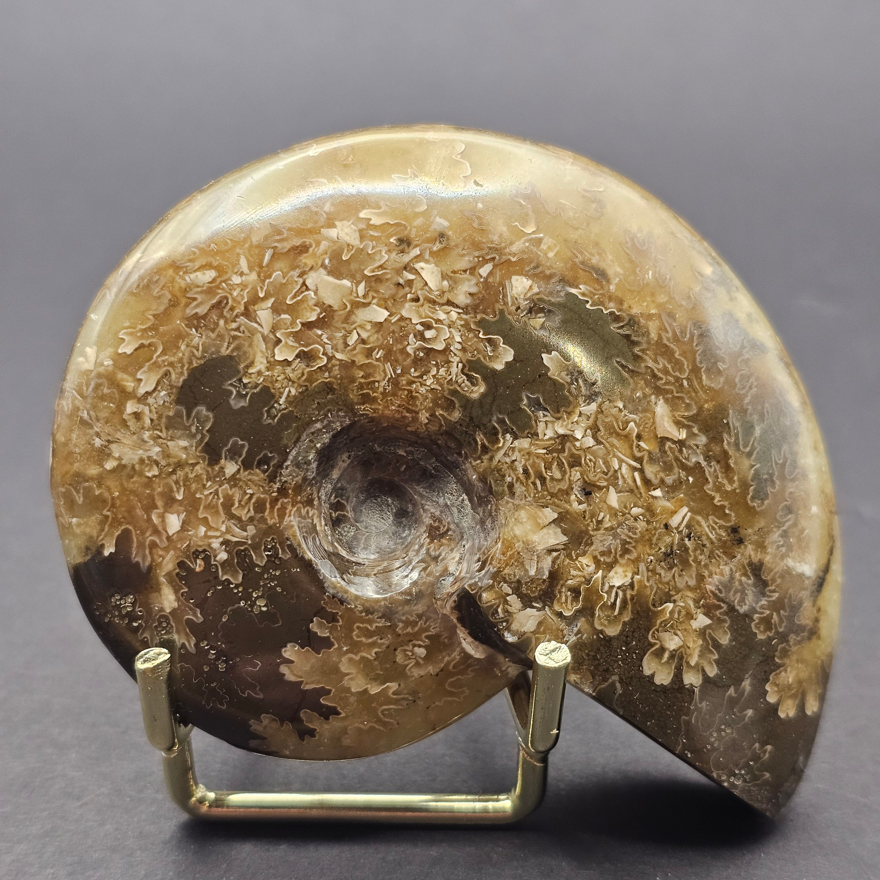 Polished Cleoniceras Ammonite — CA3