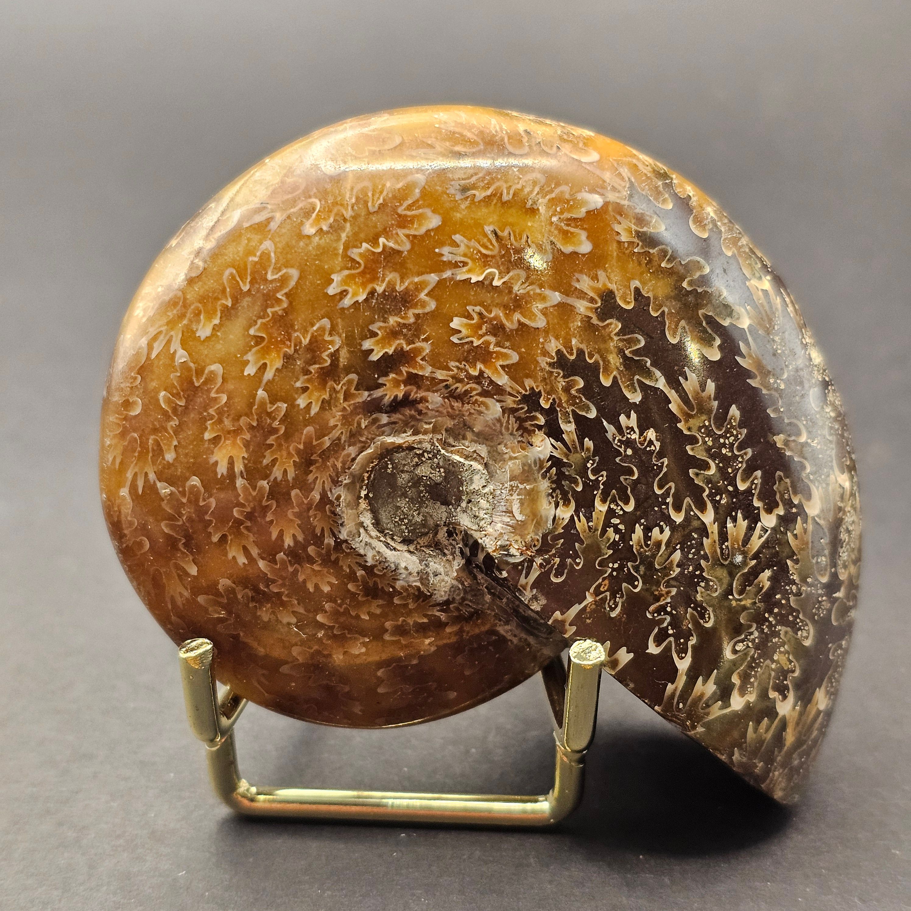 Polished Democeras Ammonite — DA1