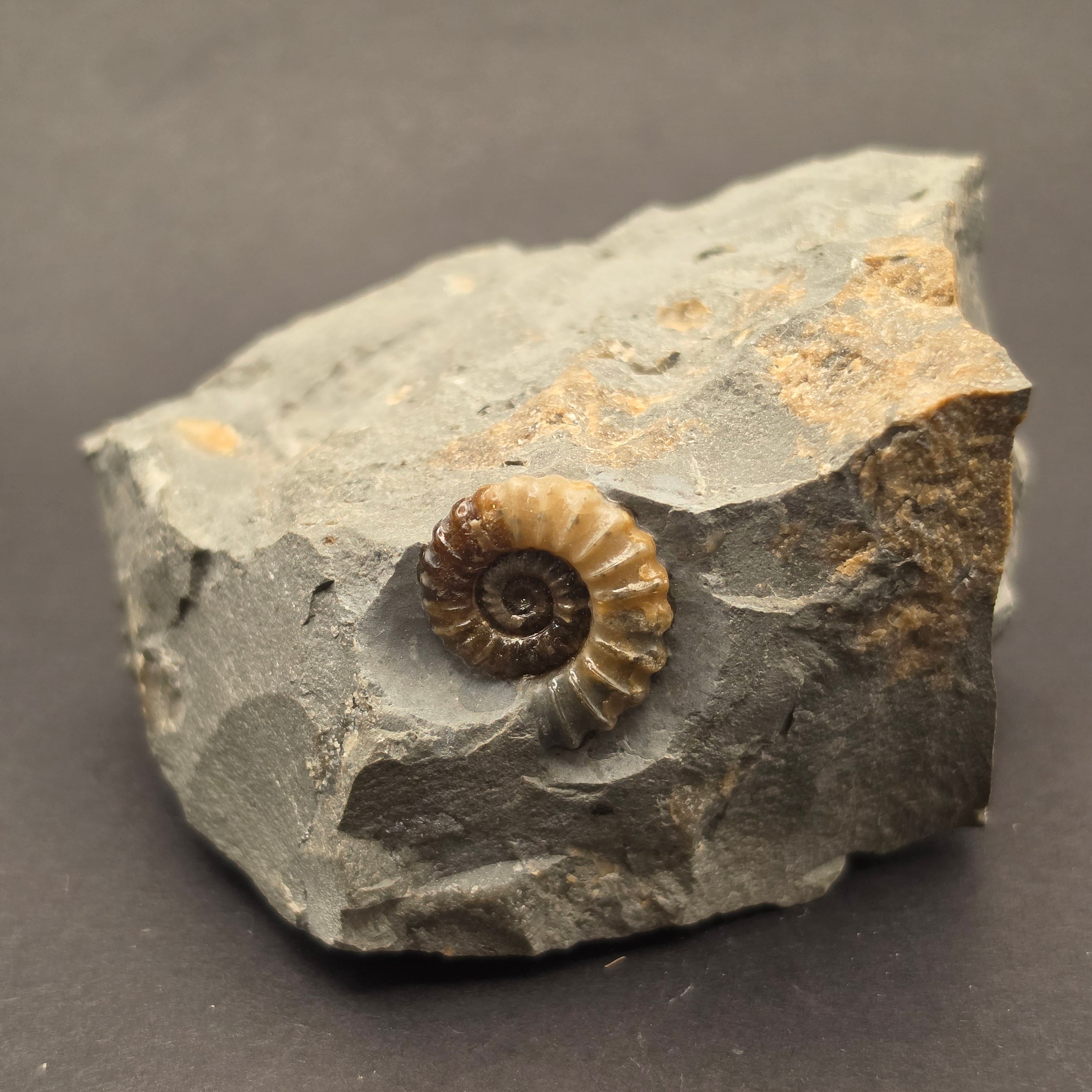 Promicroceras Calcite Ammonite on Matrix — PMC04