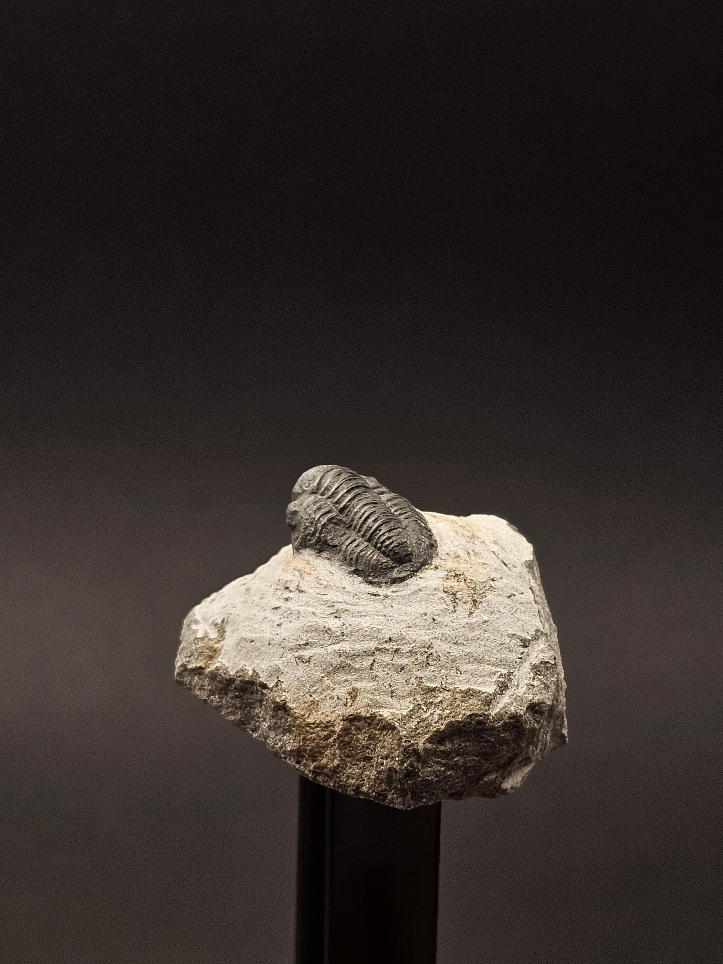 Gerastos Trilobite on Matrix — view 4