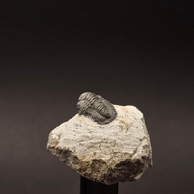 Gerastos Trilobite on Matrix — view 4