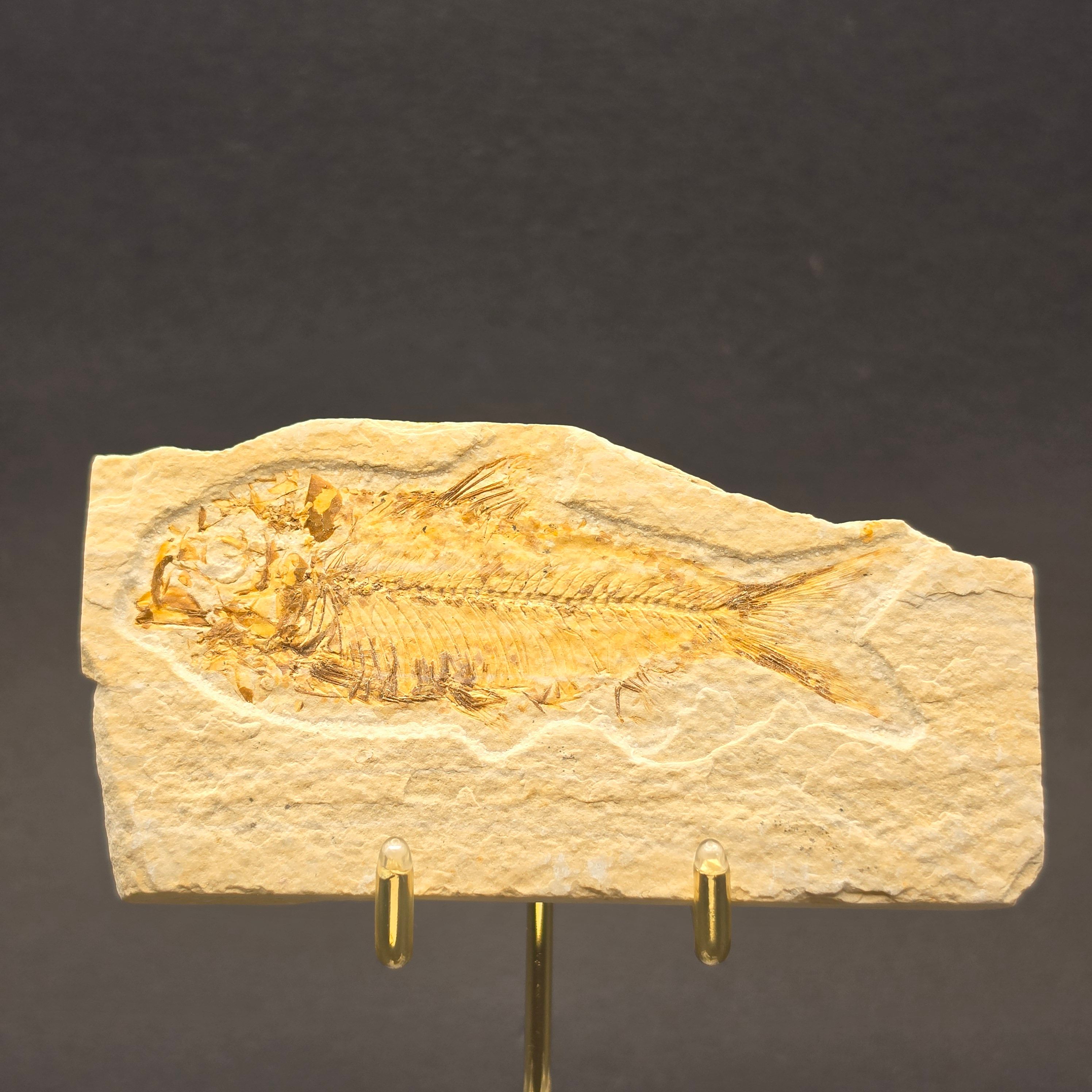 Knightia eocaena on Matrix — KN11