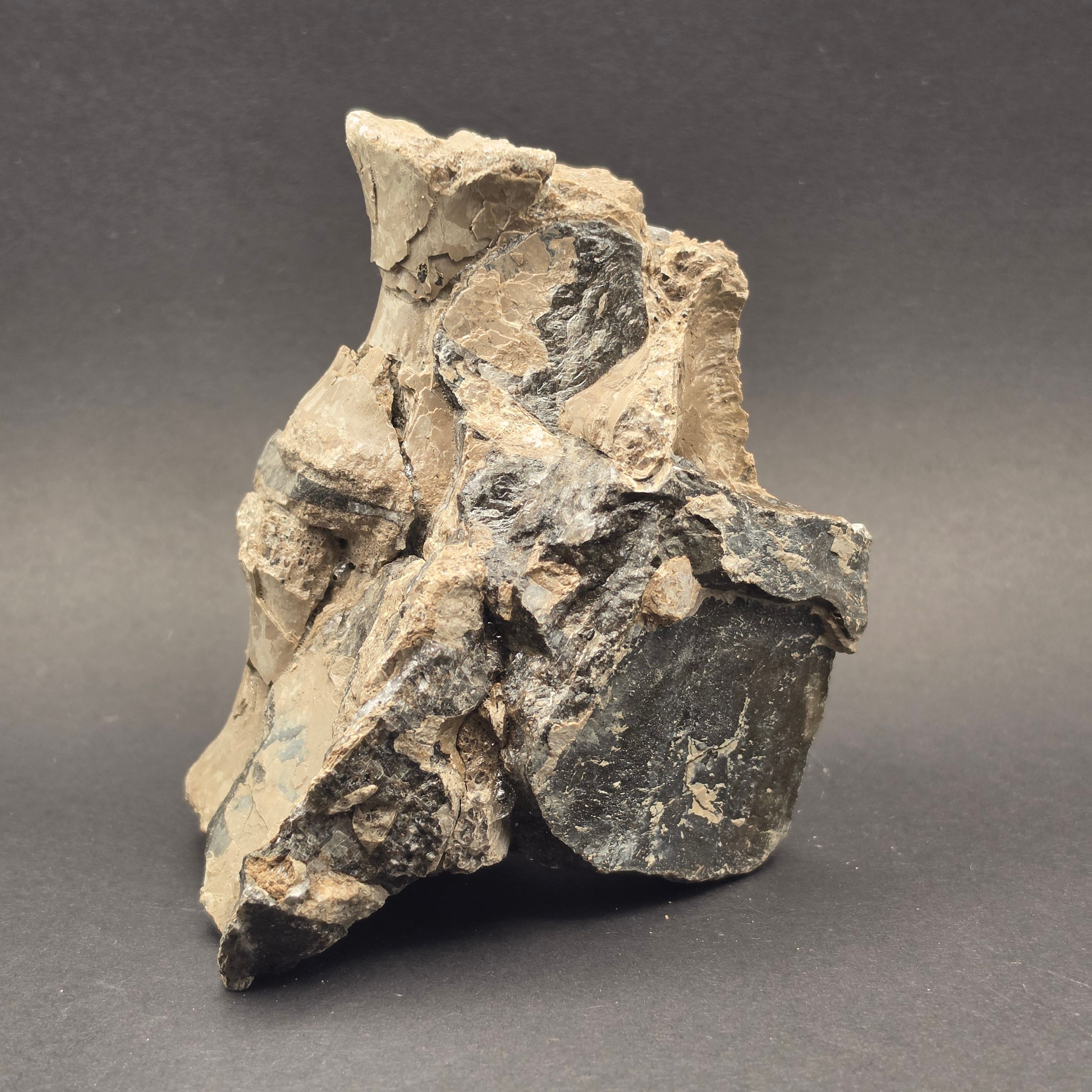 Whitby Jurassic Ichthyosaur Bone Block — view 3