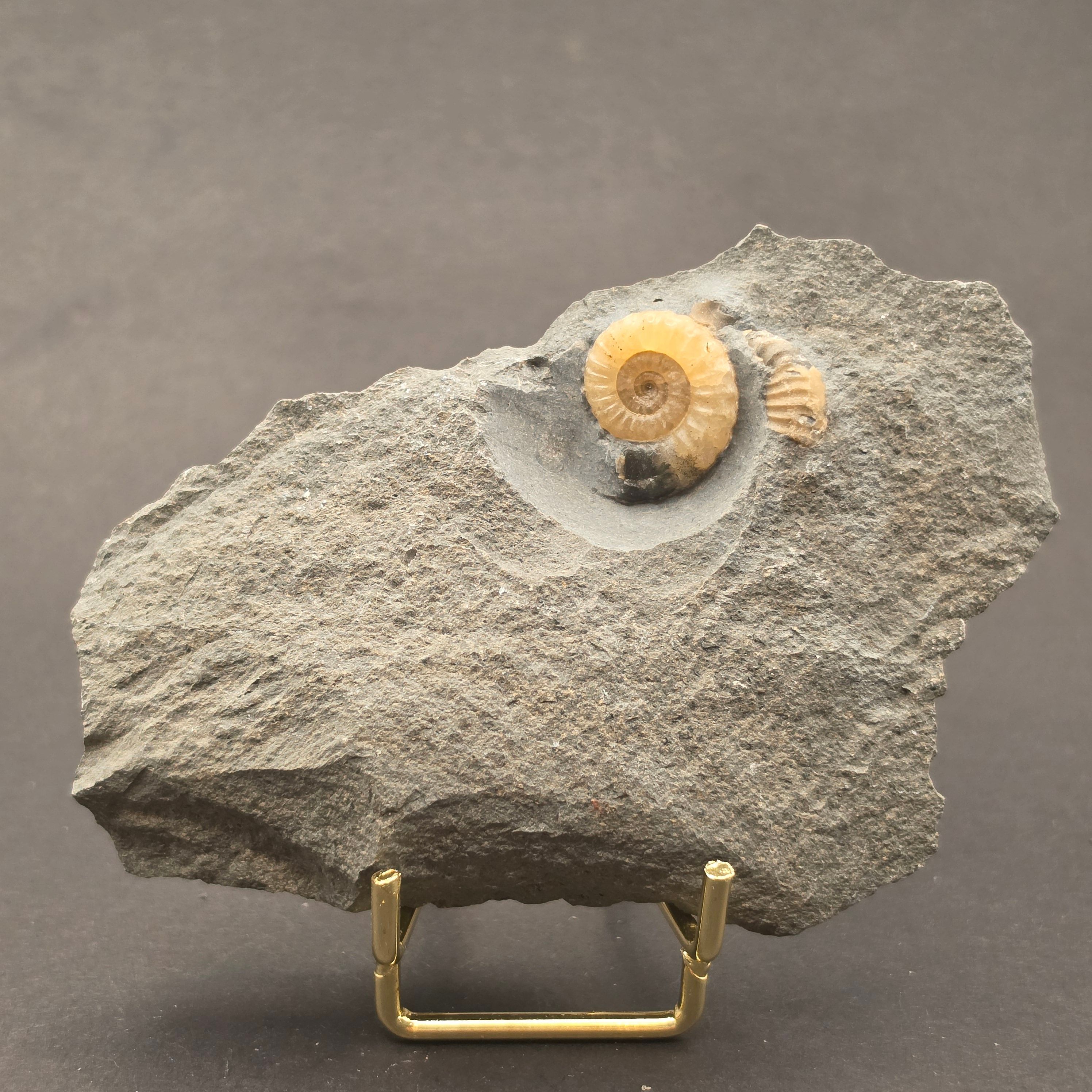 Promicroceras Calcite Ammonite on Matrix — PMC05