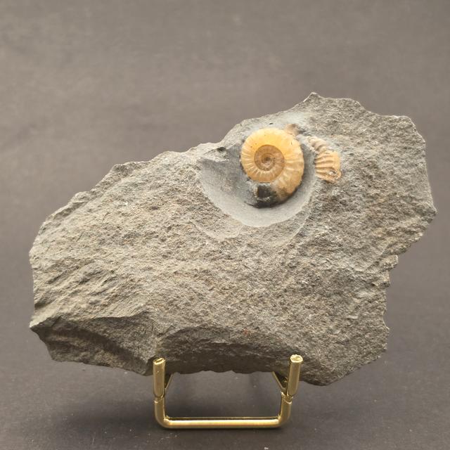 Promicroceras Calcite Ammonite on Matrix — view 1