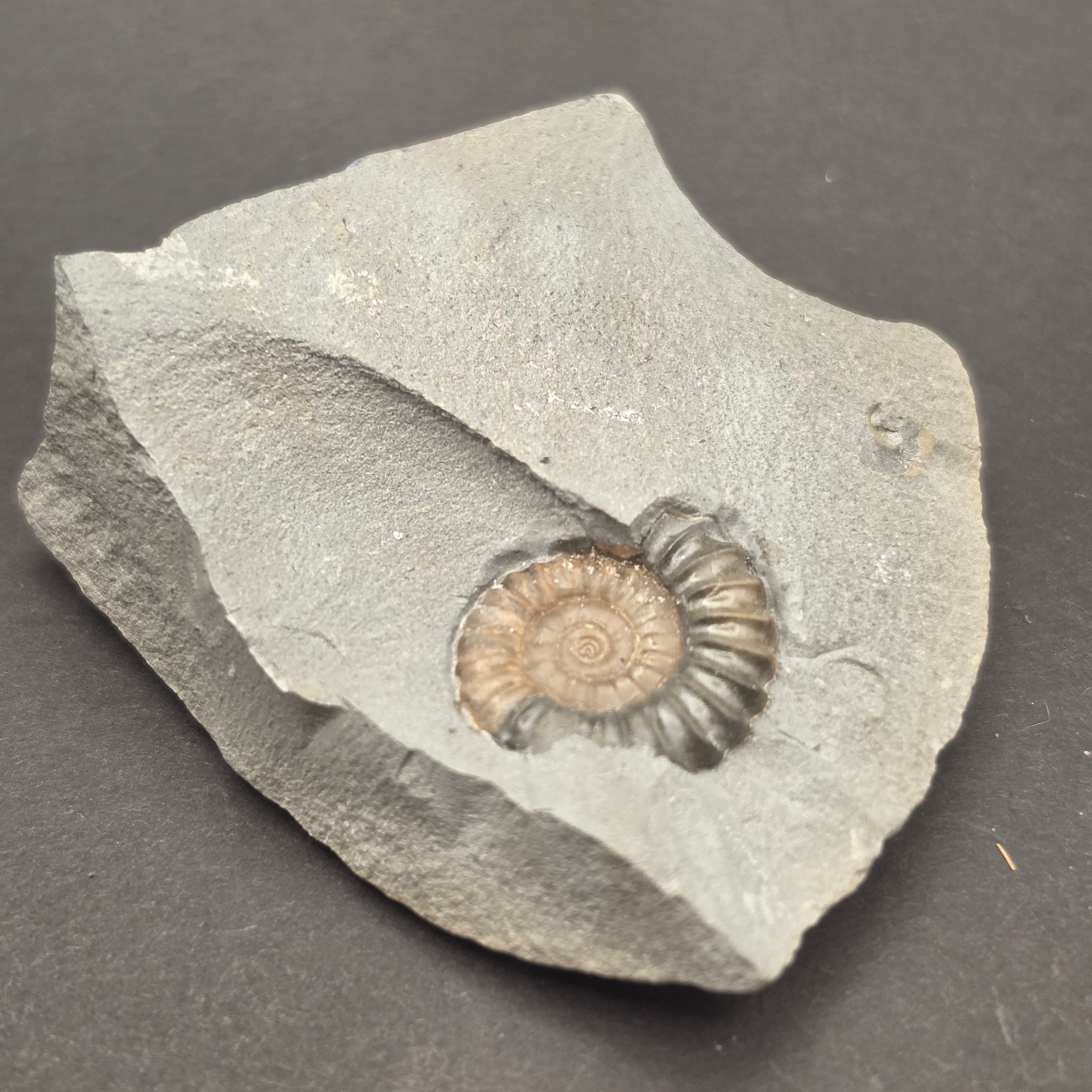 Promicroceras Calcite Ammonite on Matrix — view 5