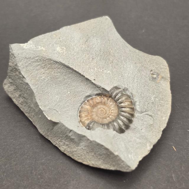 Promicroceras Calcite Ammonite on Matrix — view 5