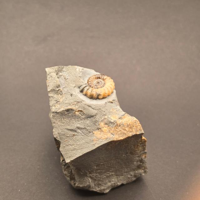 Promicroceras Calcite Ammonite on Matrix — view 2