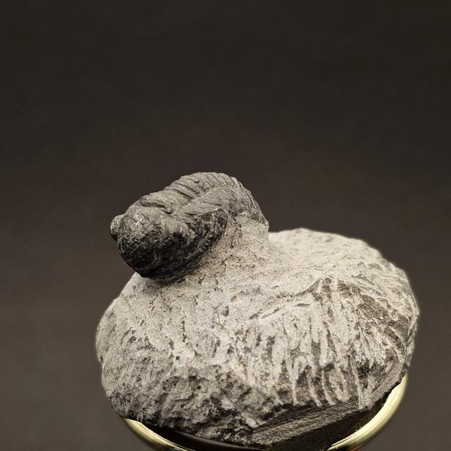 Gerastos Trilobite on Matrix — view 2