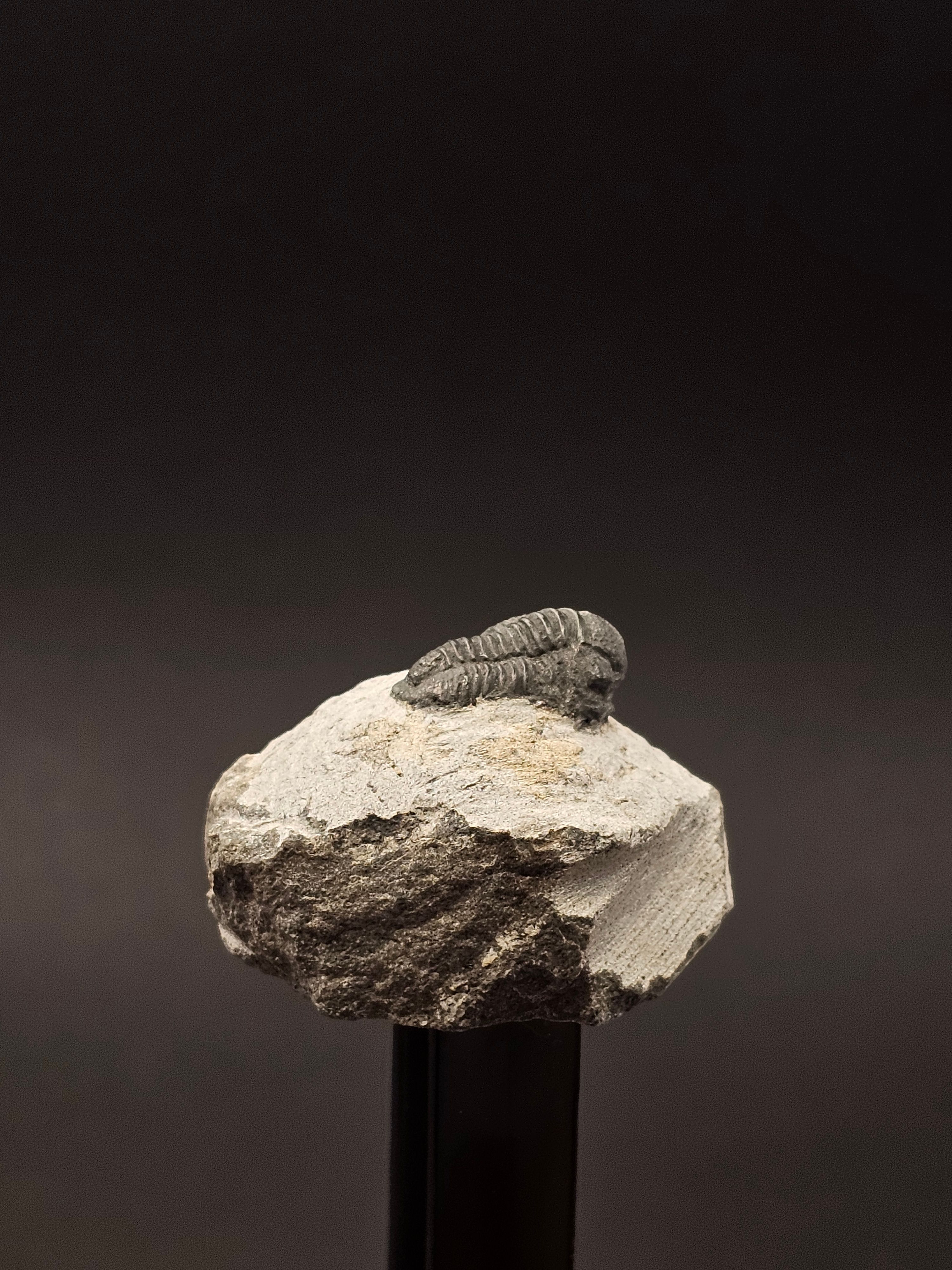 Gerastos Trilobite on Matrix — view 5
