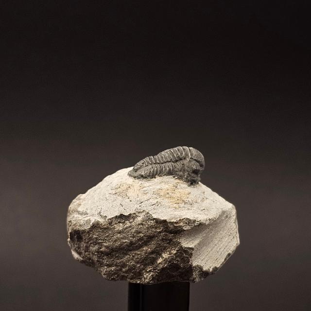 Gerastos Trilobite on Matrix — view 5