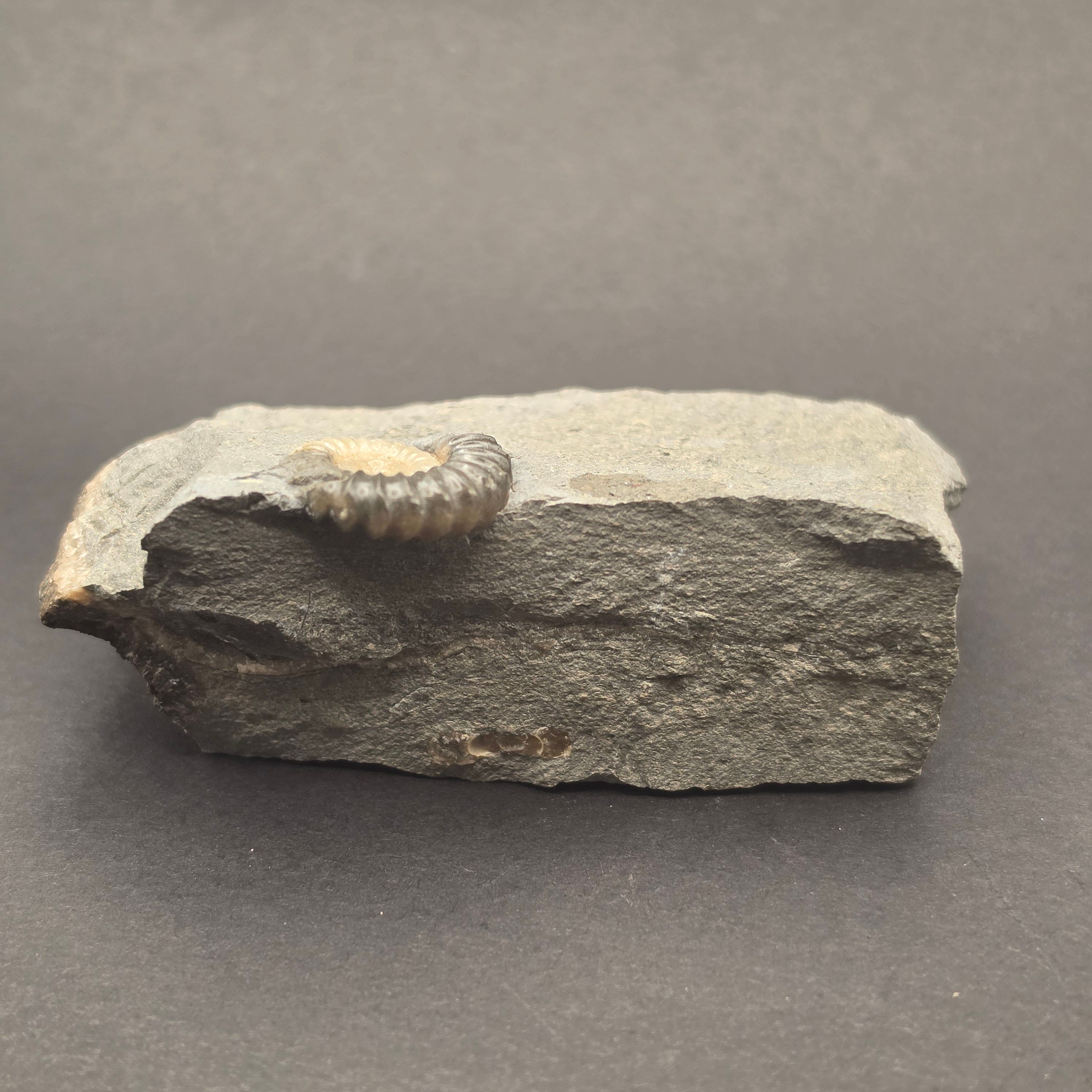 Promicroceras Calcite Ammonite on Matrix — view 3