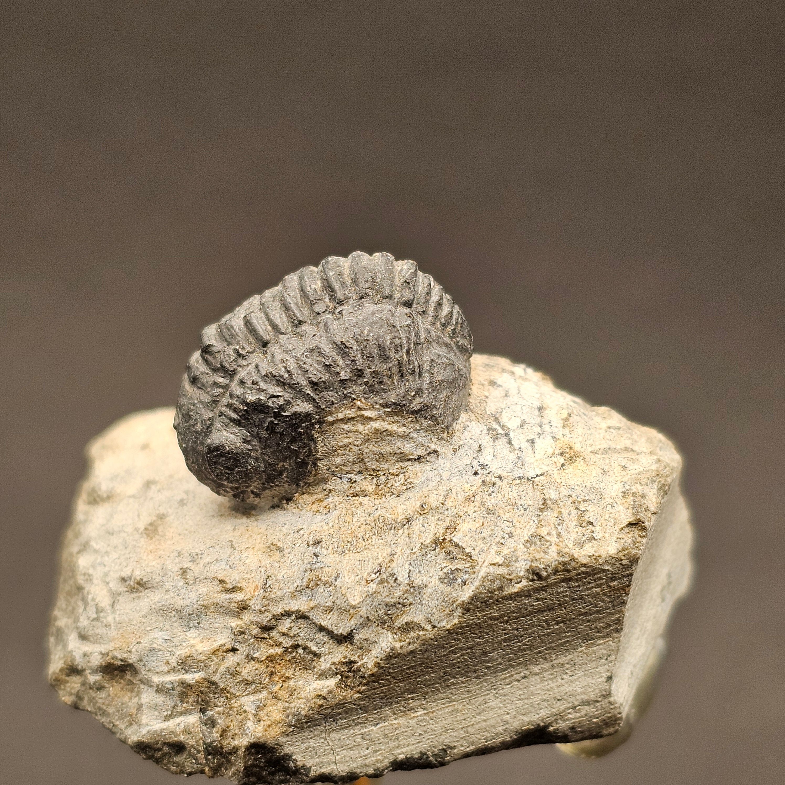 Gerastos Trilobite on Matrix — view 4