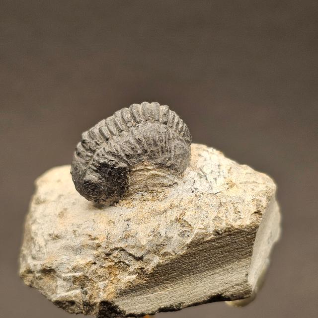 Gerastos Trilobite on Matrix — view 4