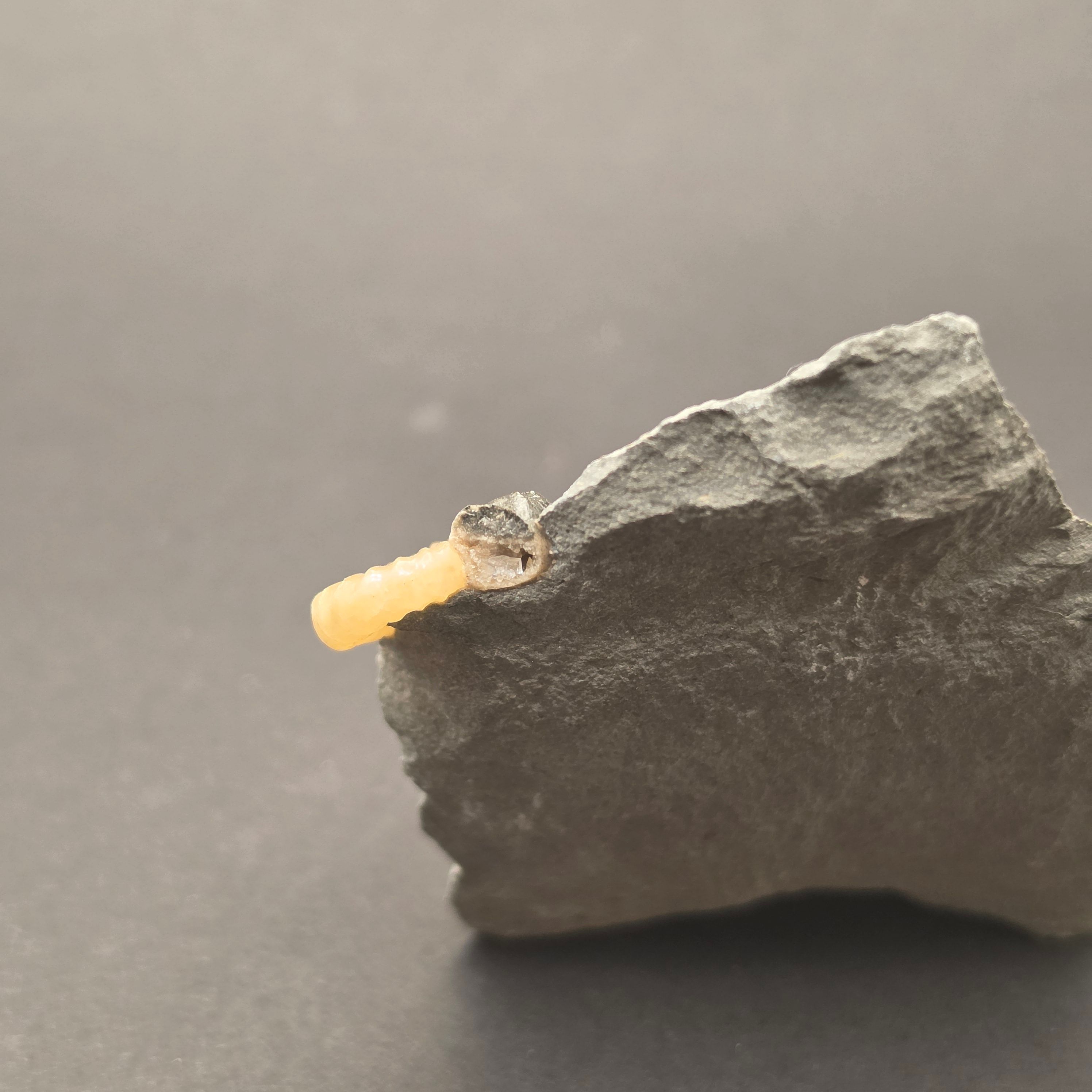 Promicroceras Calcite Ammonite on Matrix — view 6