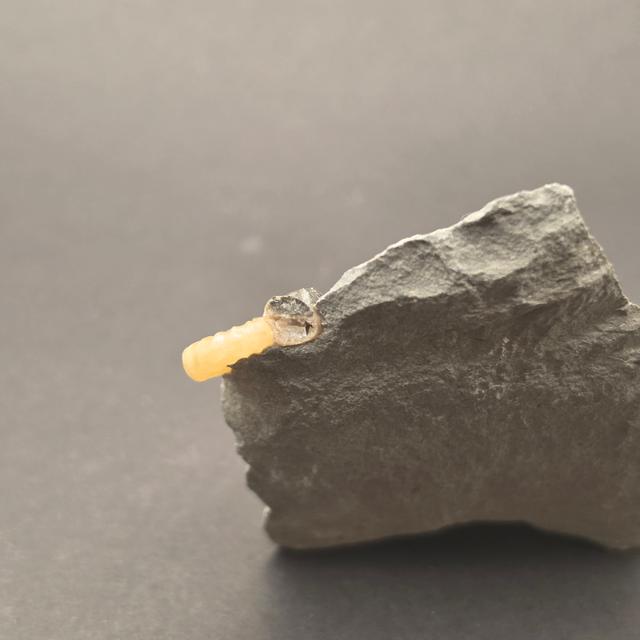 Promicroceras Calcite Ammonite on Matrix — view 6