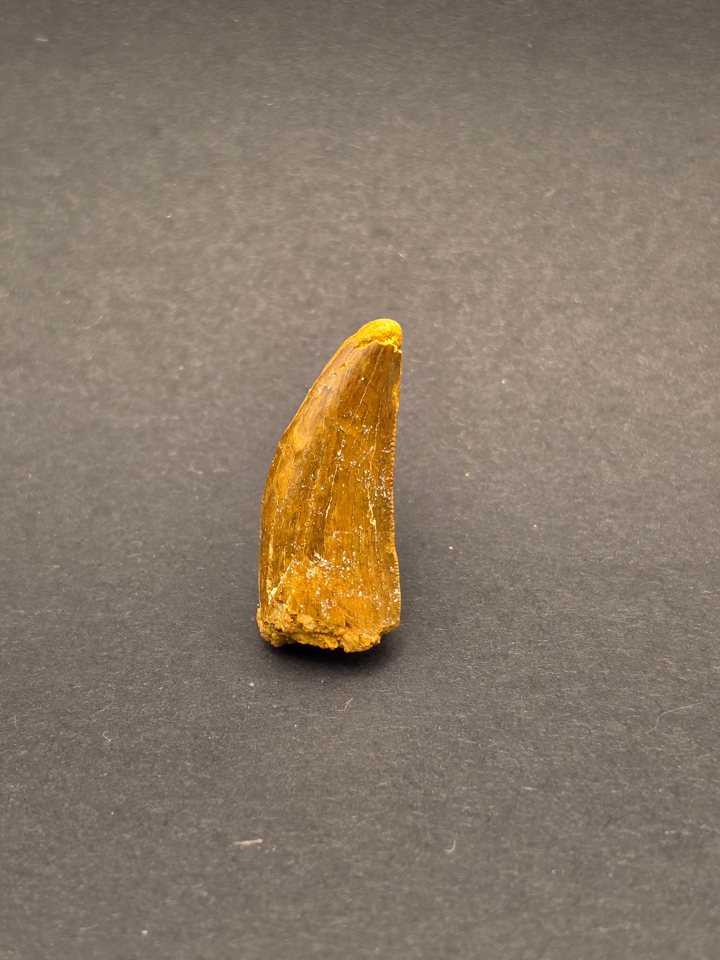 Carcharodontosaurus Tooth — view 2