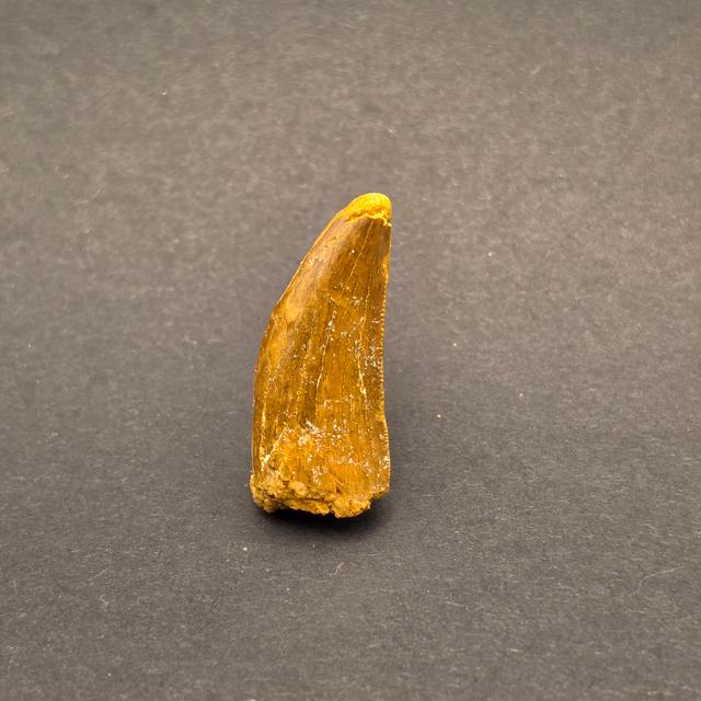 Carcharodontosaurus Tooth — view 2