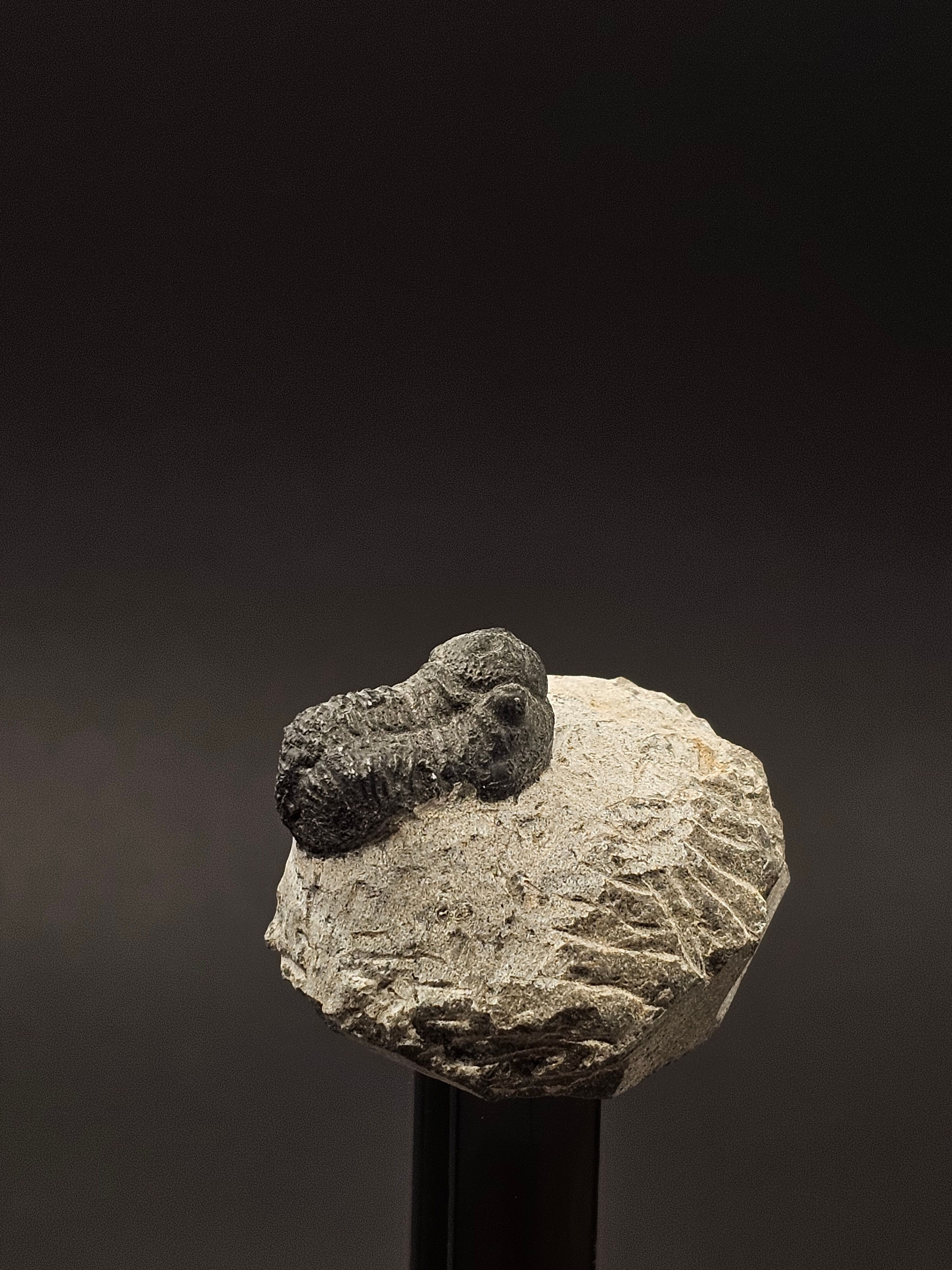 Gerastos Trilobite on Matrix — view 5