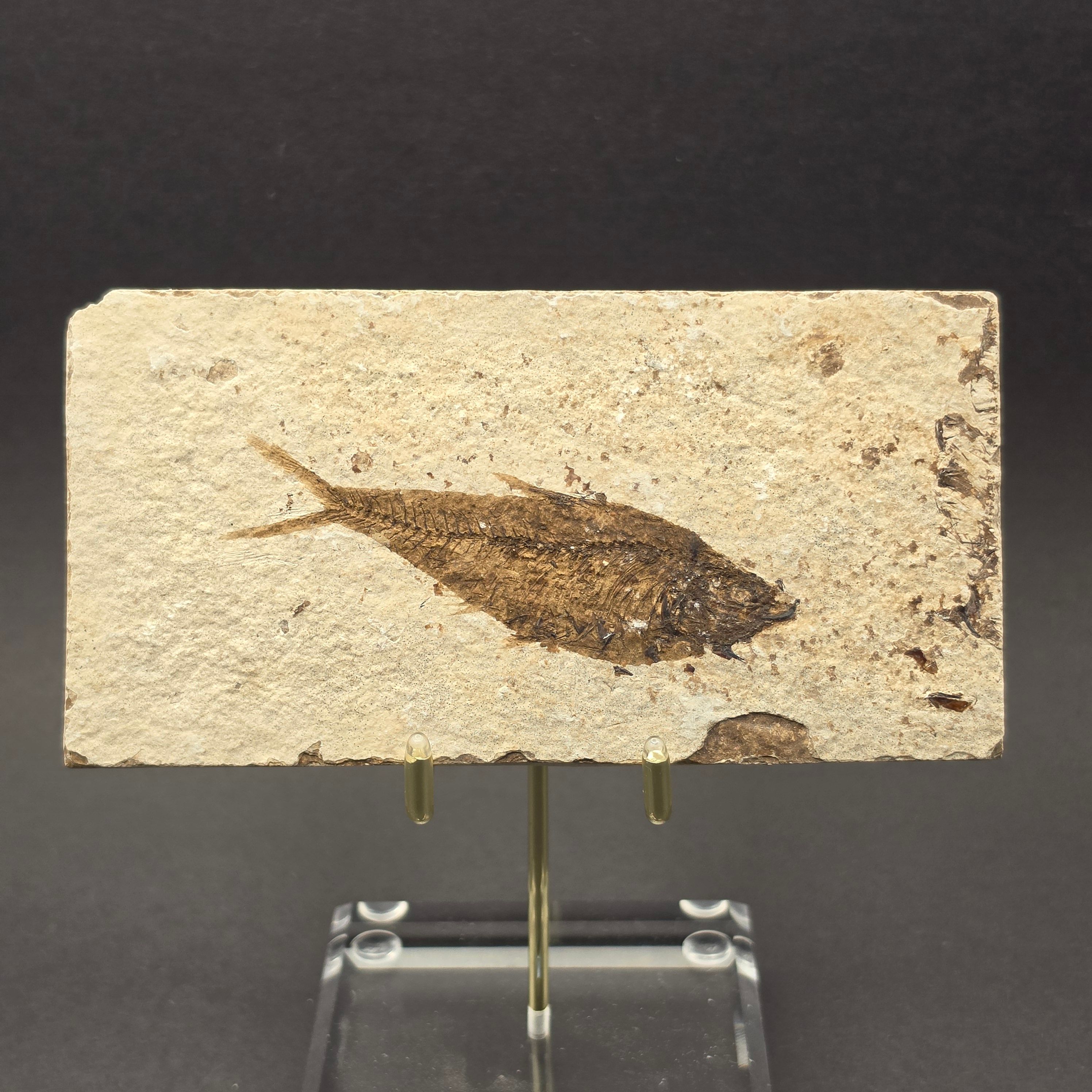 Knightia eocaena on Matrix — KN03