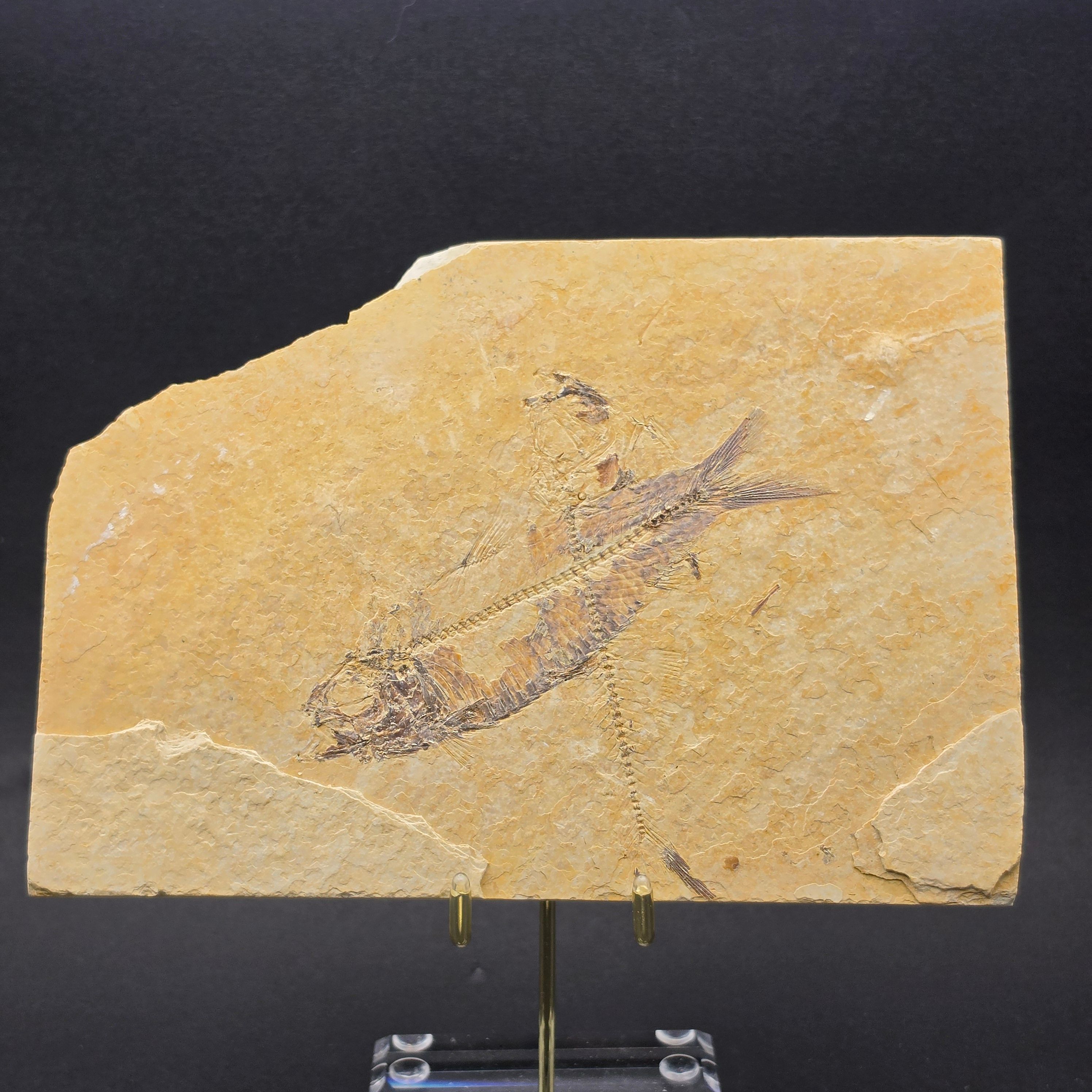 Knightia eocaena on Matrix — KN12
