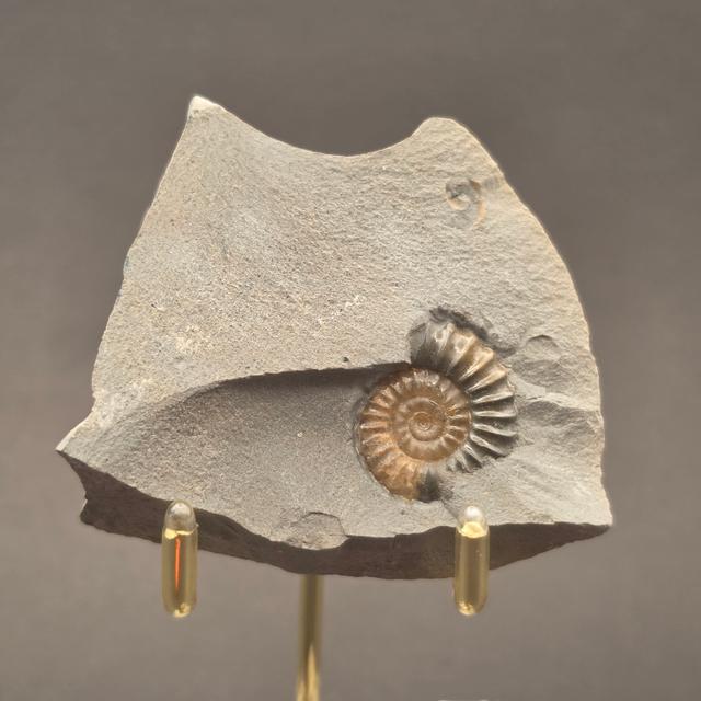 Promicroceras Calcite Ammonite on Matrix — view 6