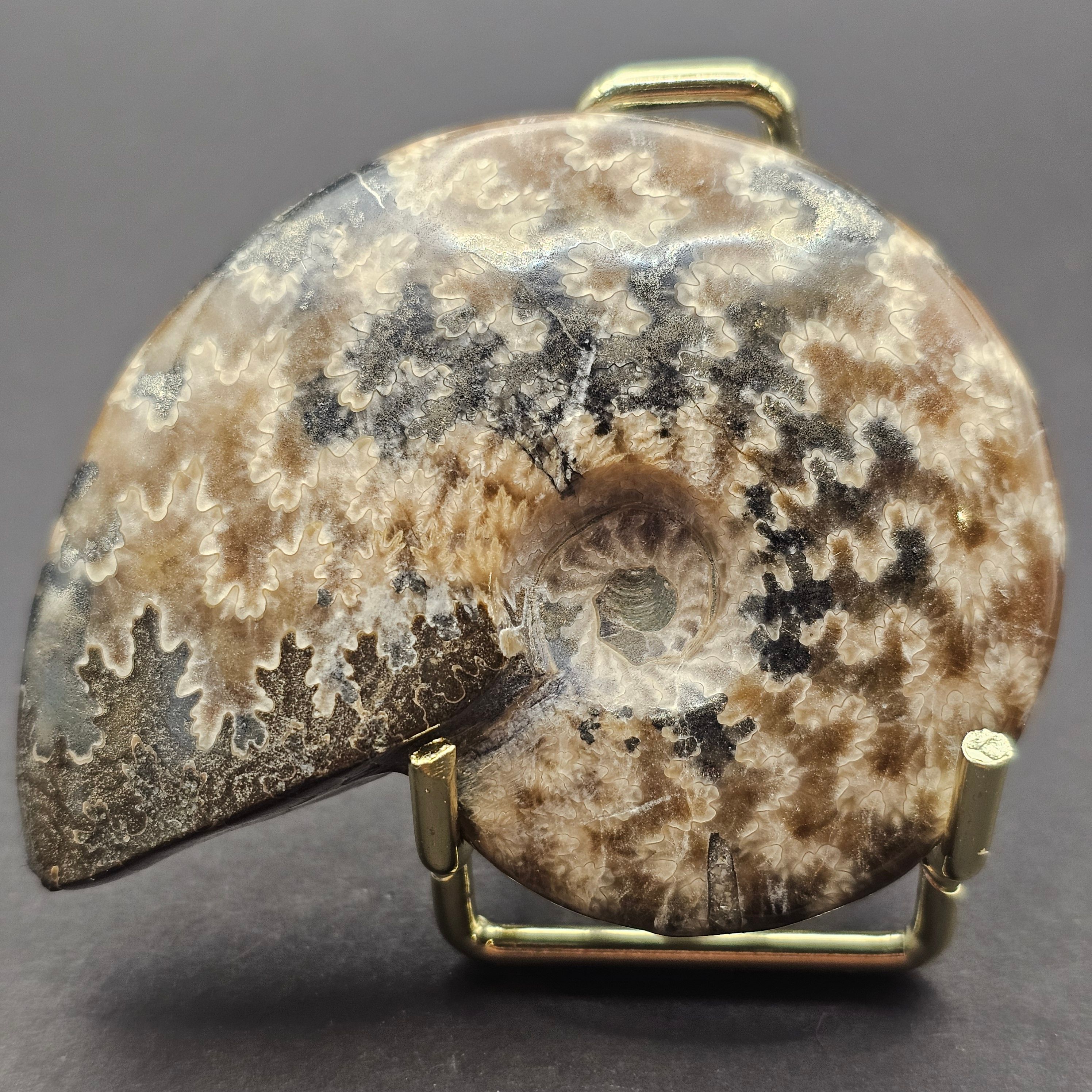 Polished Cleoniceras Ammonite — CA1