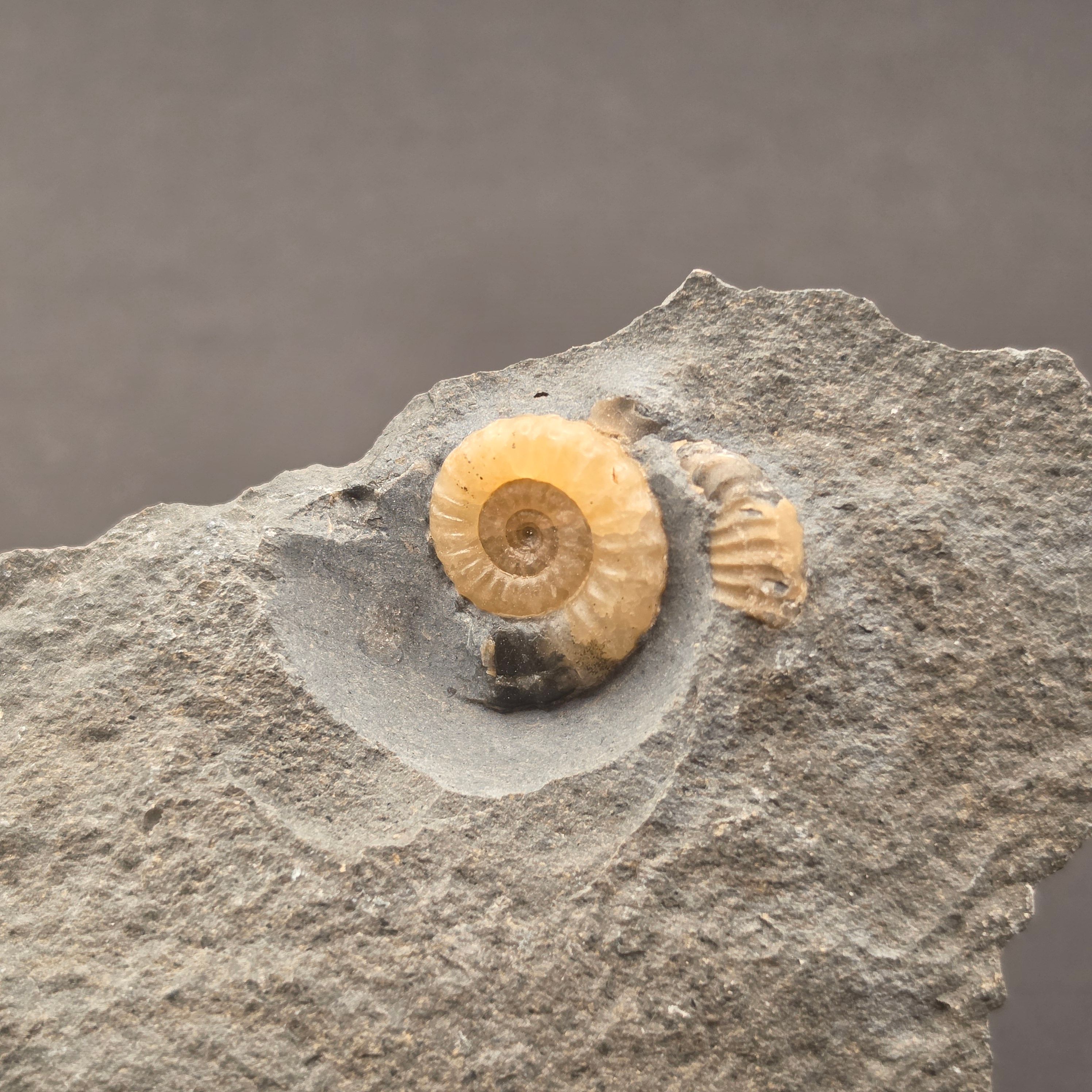 Promicroceras Calcite Ammonite on Matrix — view 2