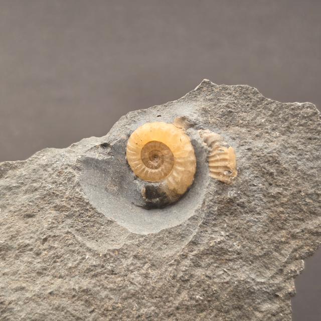 Promicroceras Calcite Ammonite on Matrix — view 2