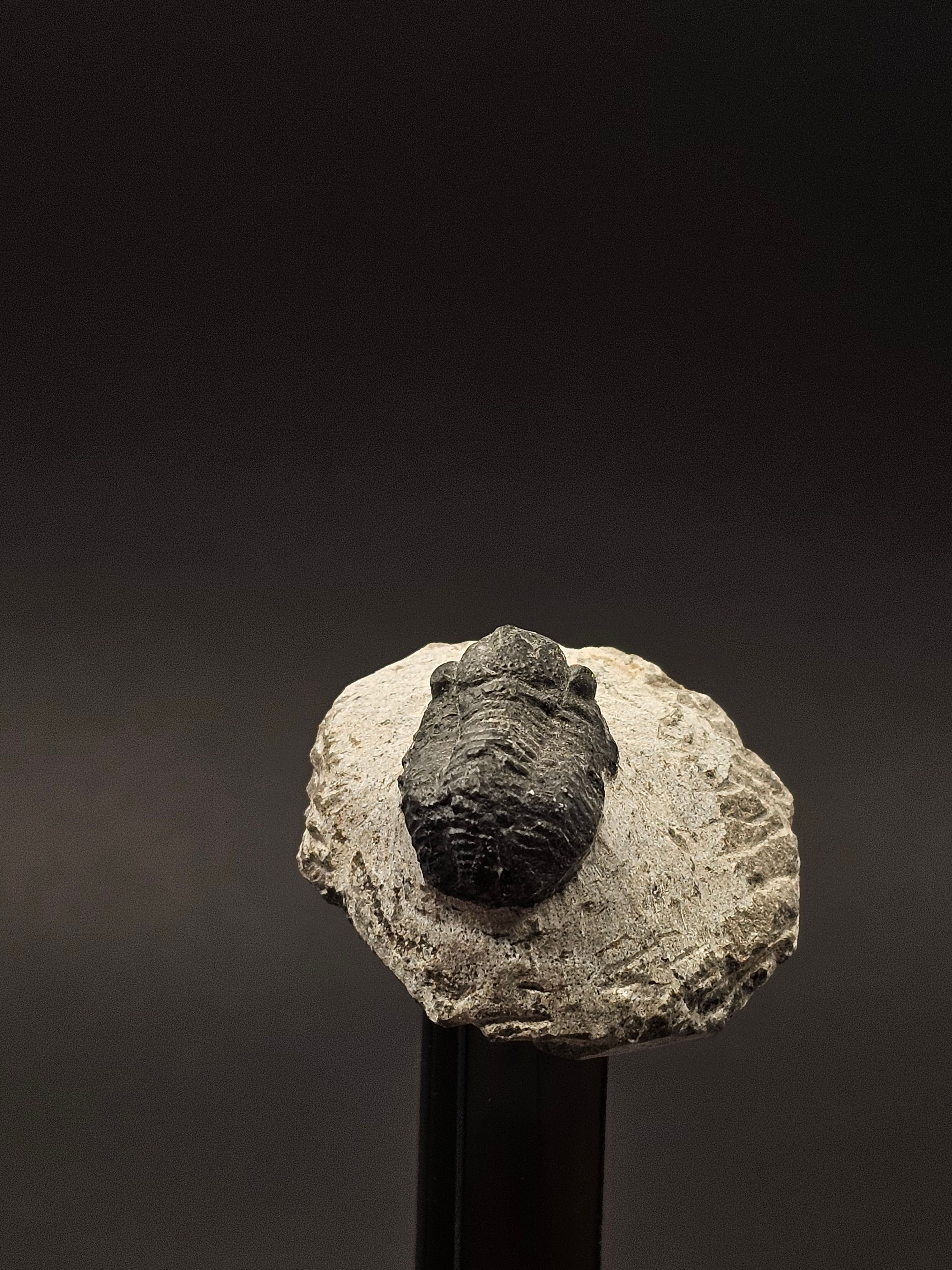 Gerastos Trilobite on Matrix — view 8