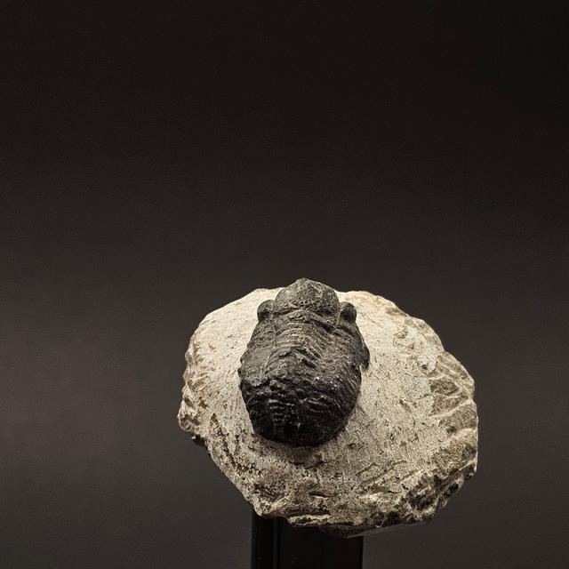 Gerastos Trilobite on Matrix — view 8