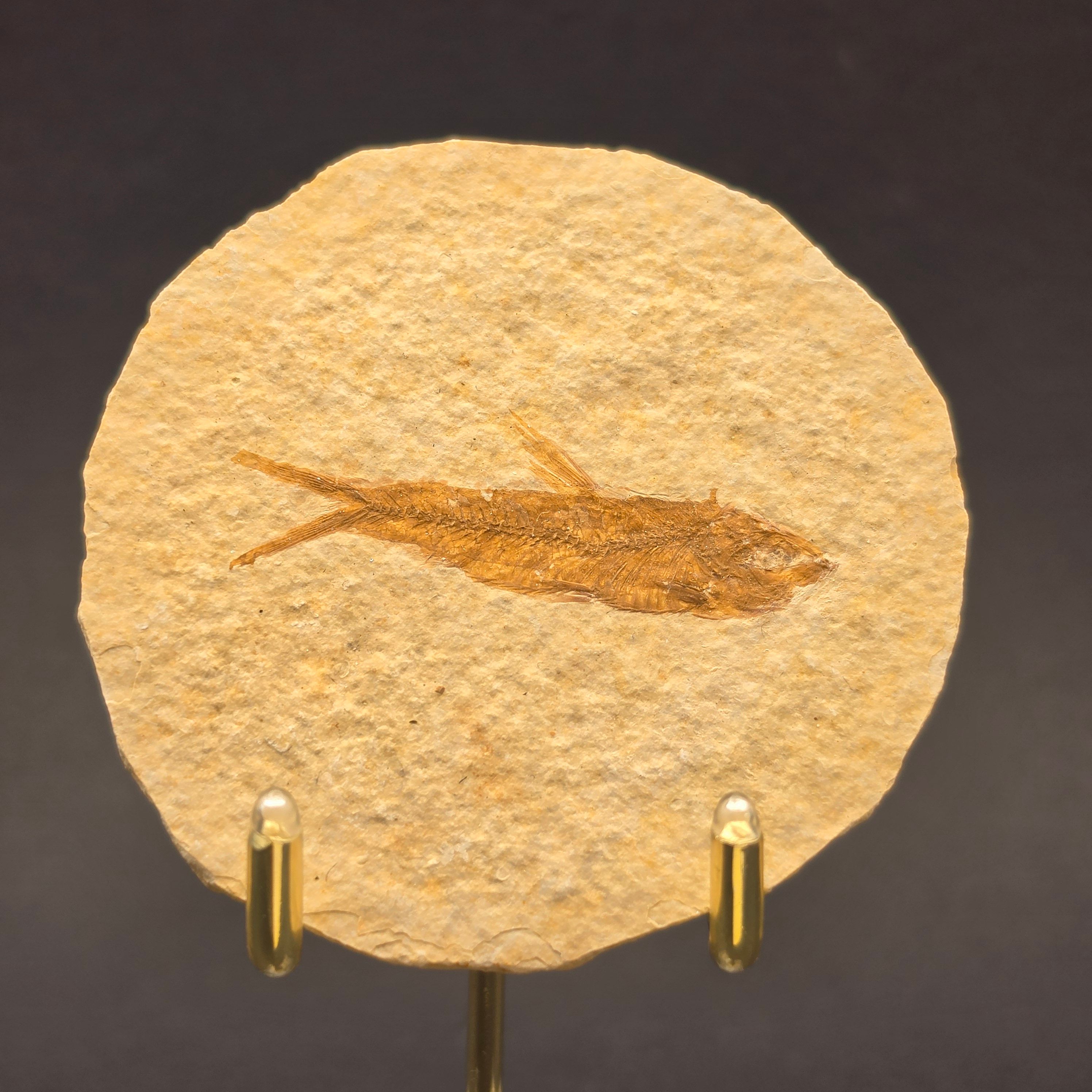 Knightia eocaena on Matrix — KN10
