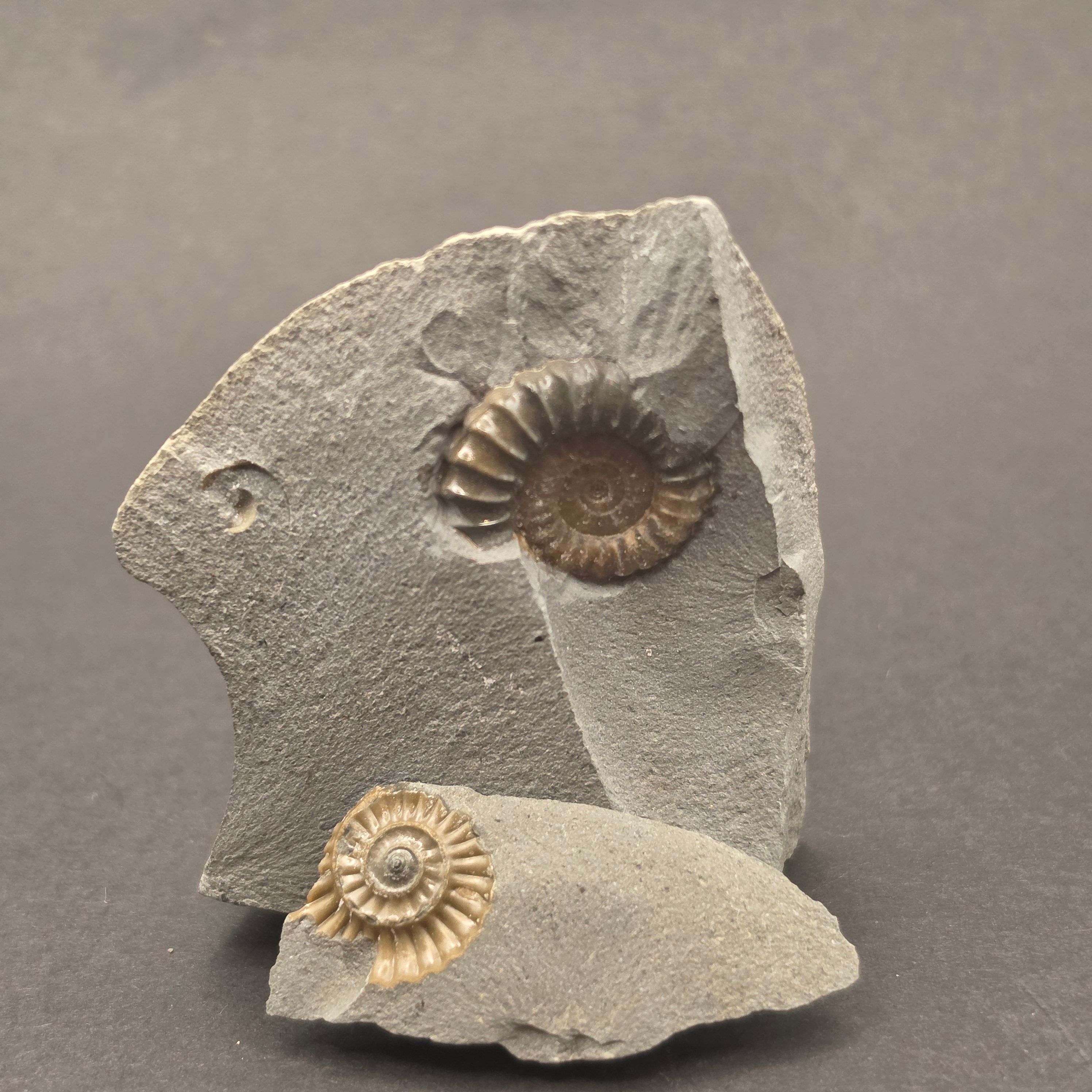 Promicroceras Calcite Ammonite on Matrix — PMC03