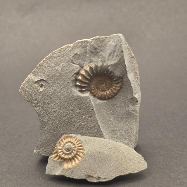 Promicroceras Calcite Ammonite on Matrix — view 1