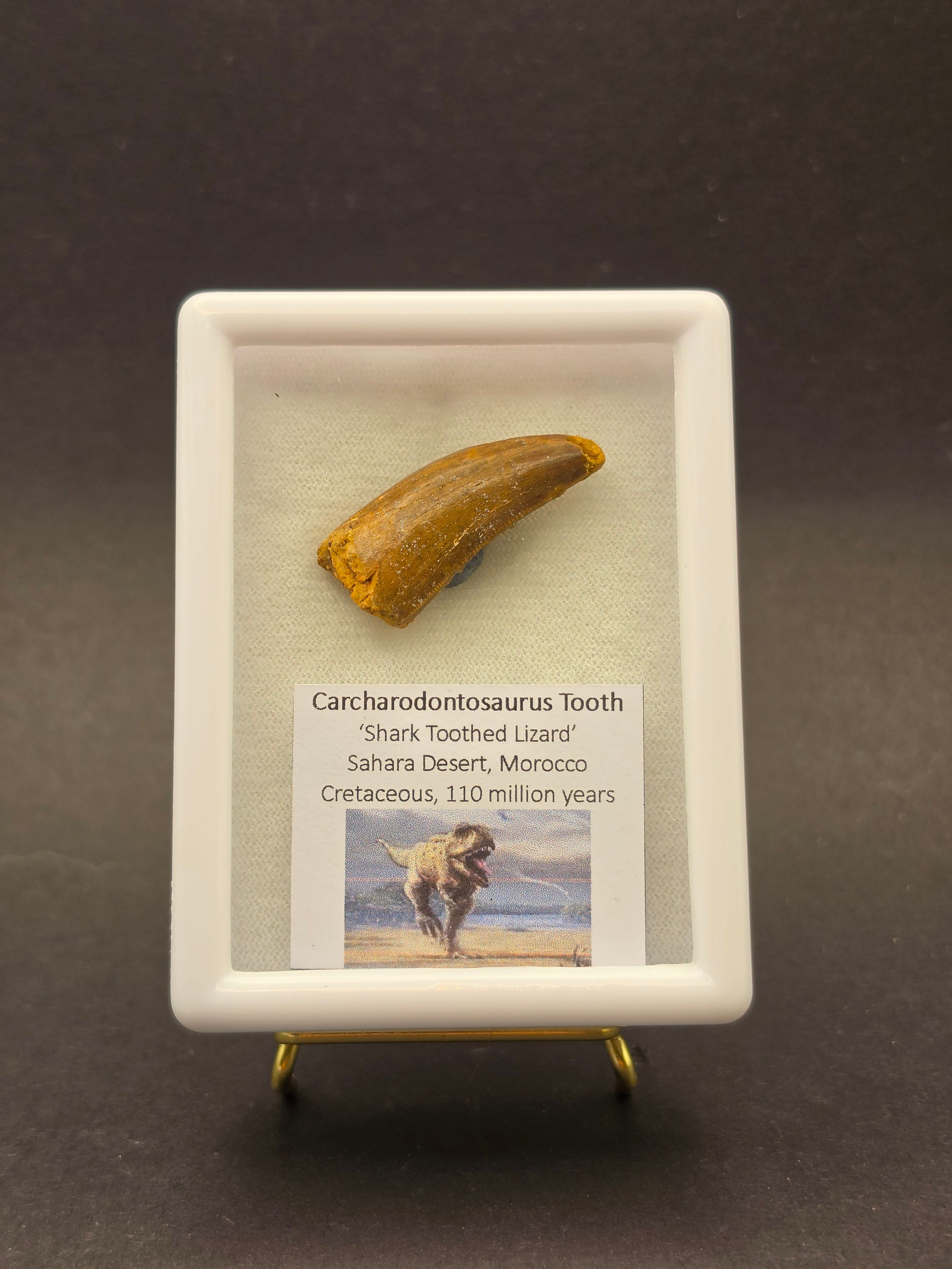 Carcharodontosaurus Tooth — CC02