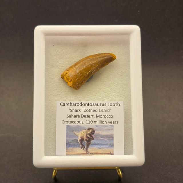 Carcharodontosaurus Tooth — view 1