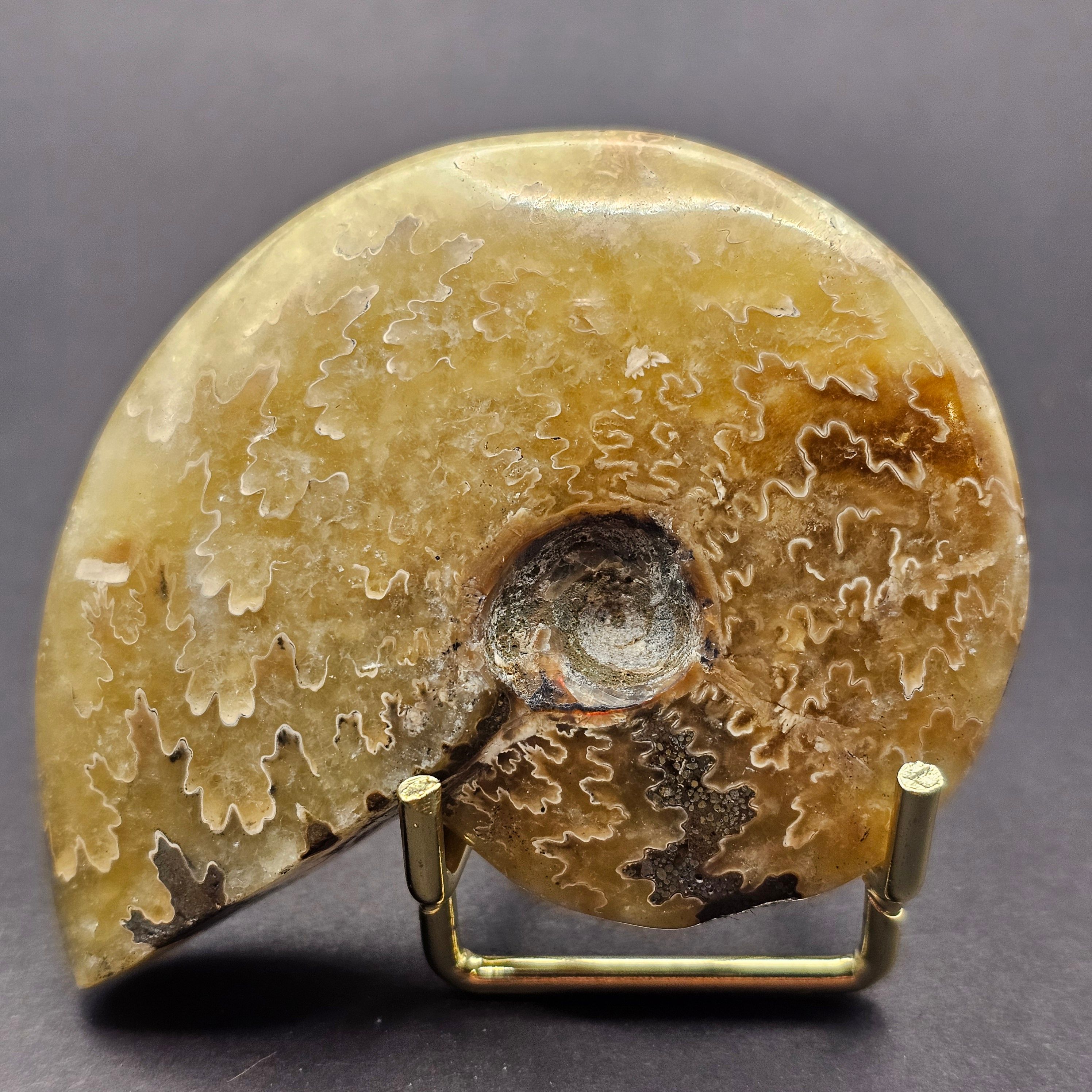 Polished Cleoniceras Ammonite — view 2