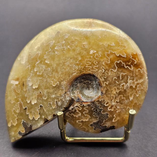 Polished Cleoniceras Ammonite — view 2