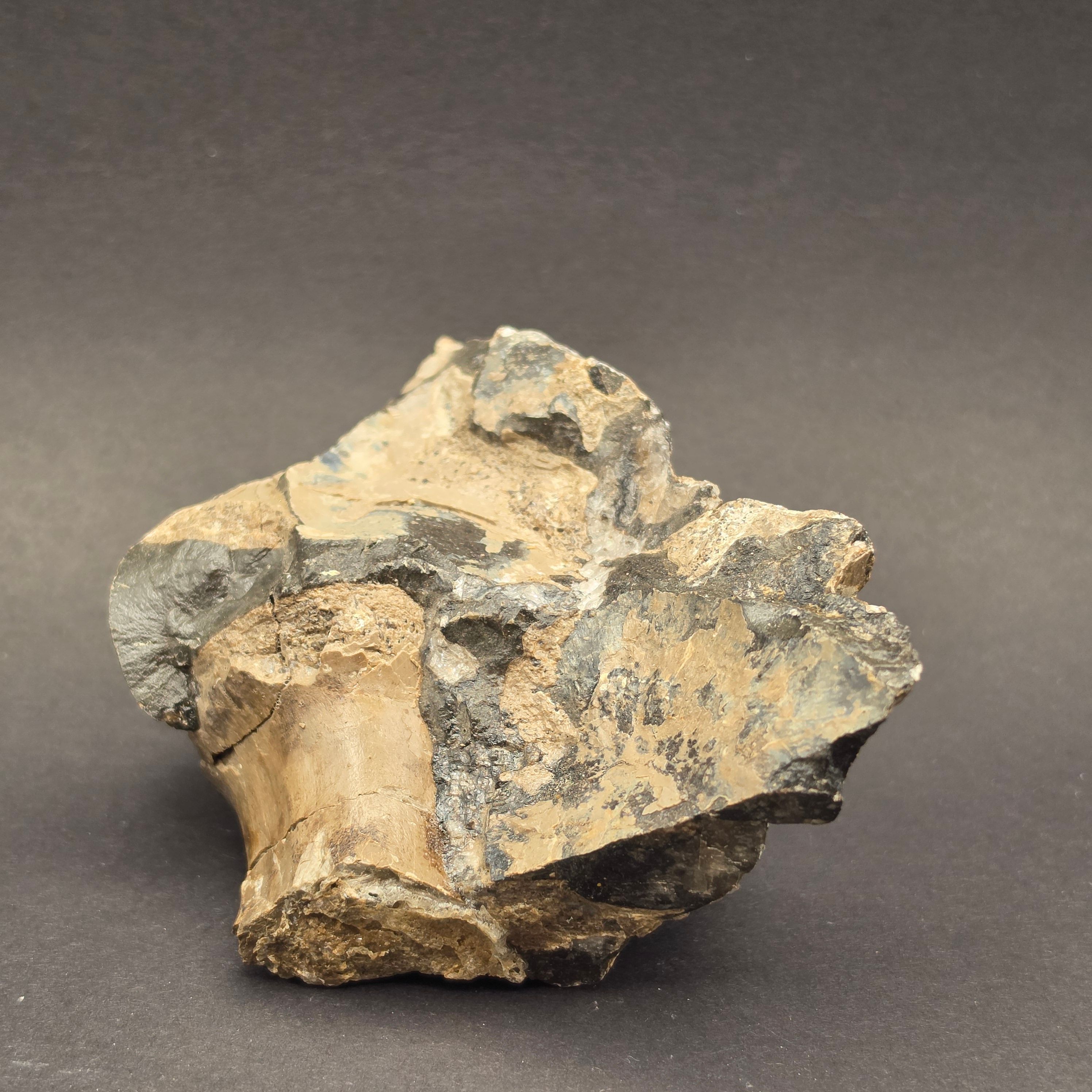 Whitby Jurassic Ichthyosaur Bone Block — view 5