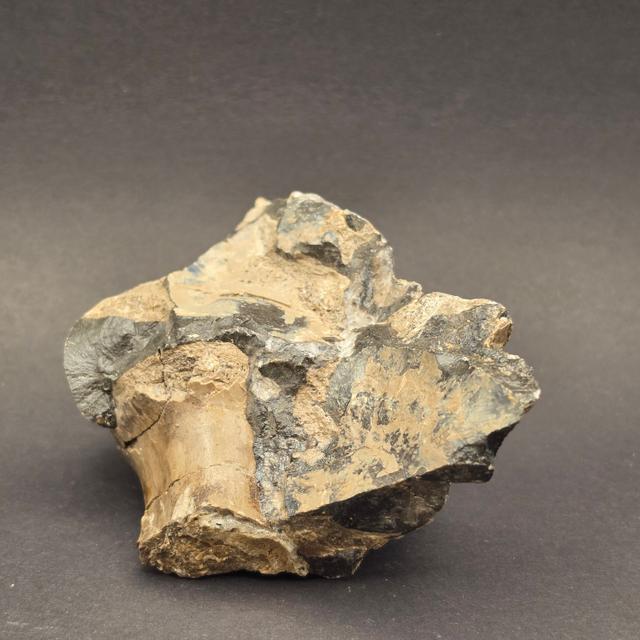 Whitby Jurassic Ichthyosaur Bone Block — view 5