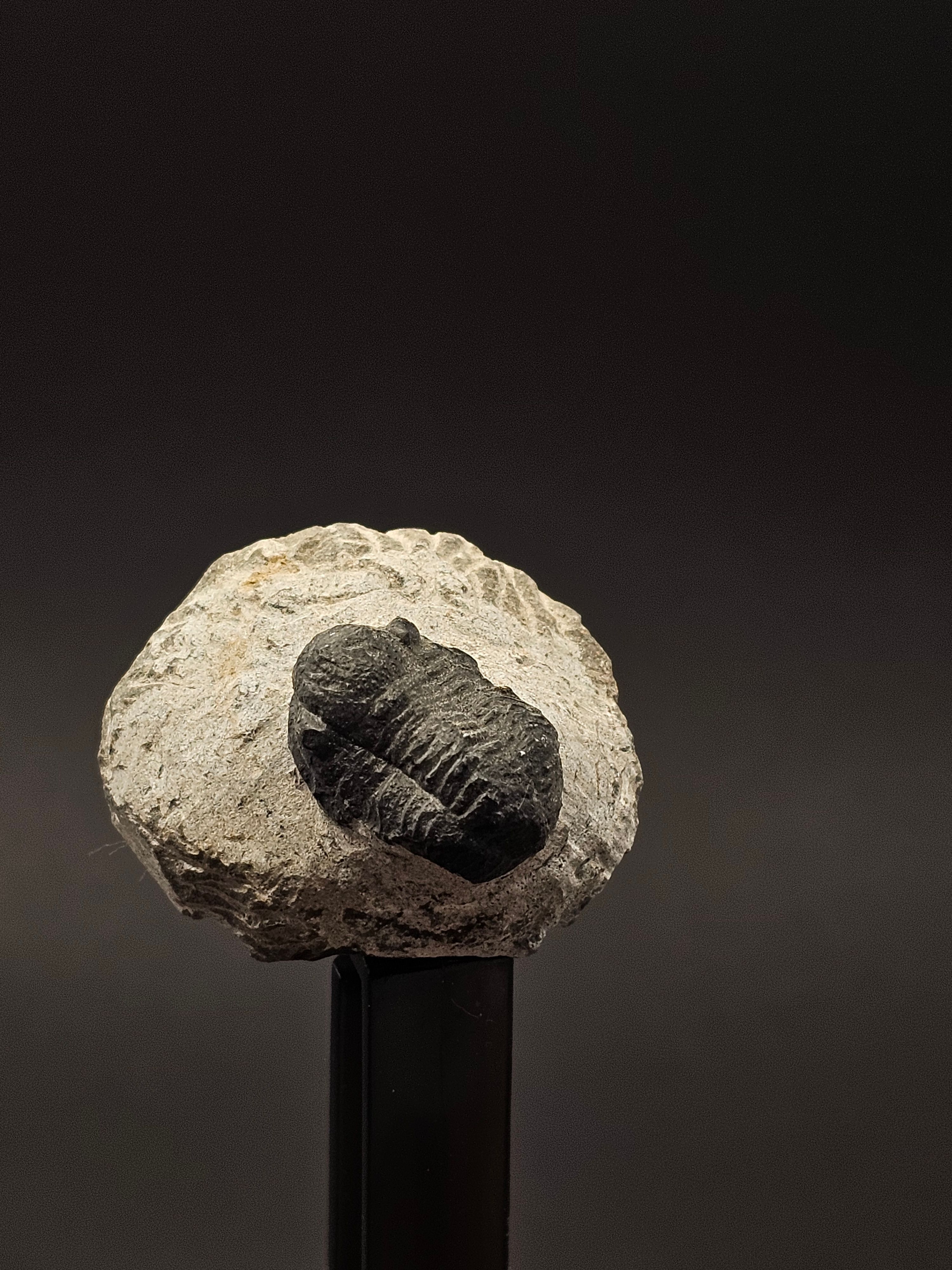Gerastos Trilobite on Matrix — view 7