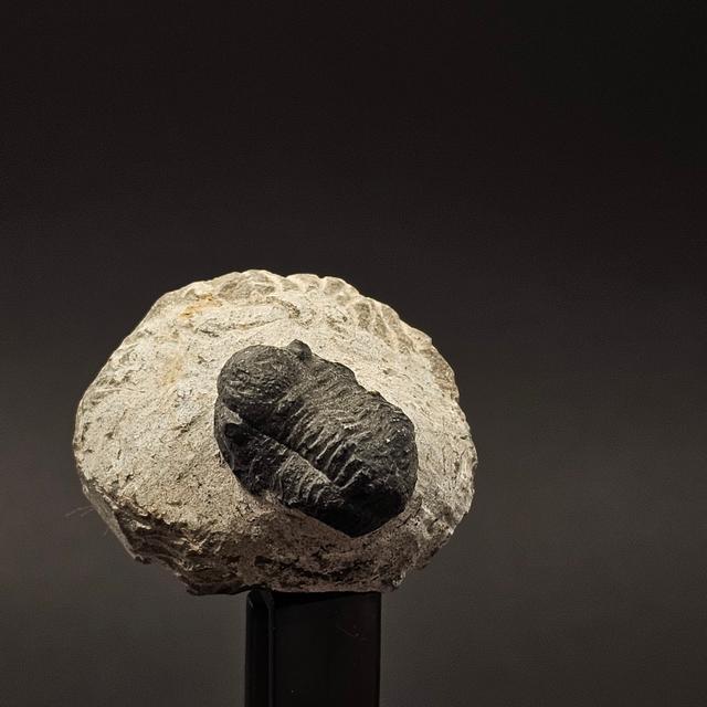 Gerastos Trilobite on Matrix — view 7