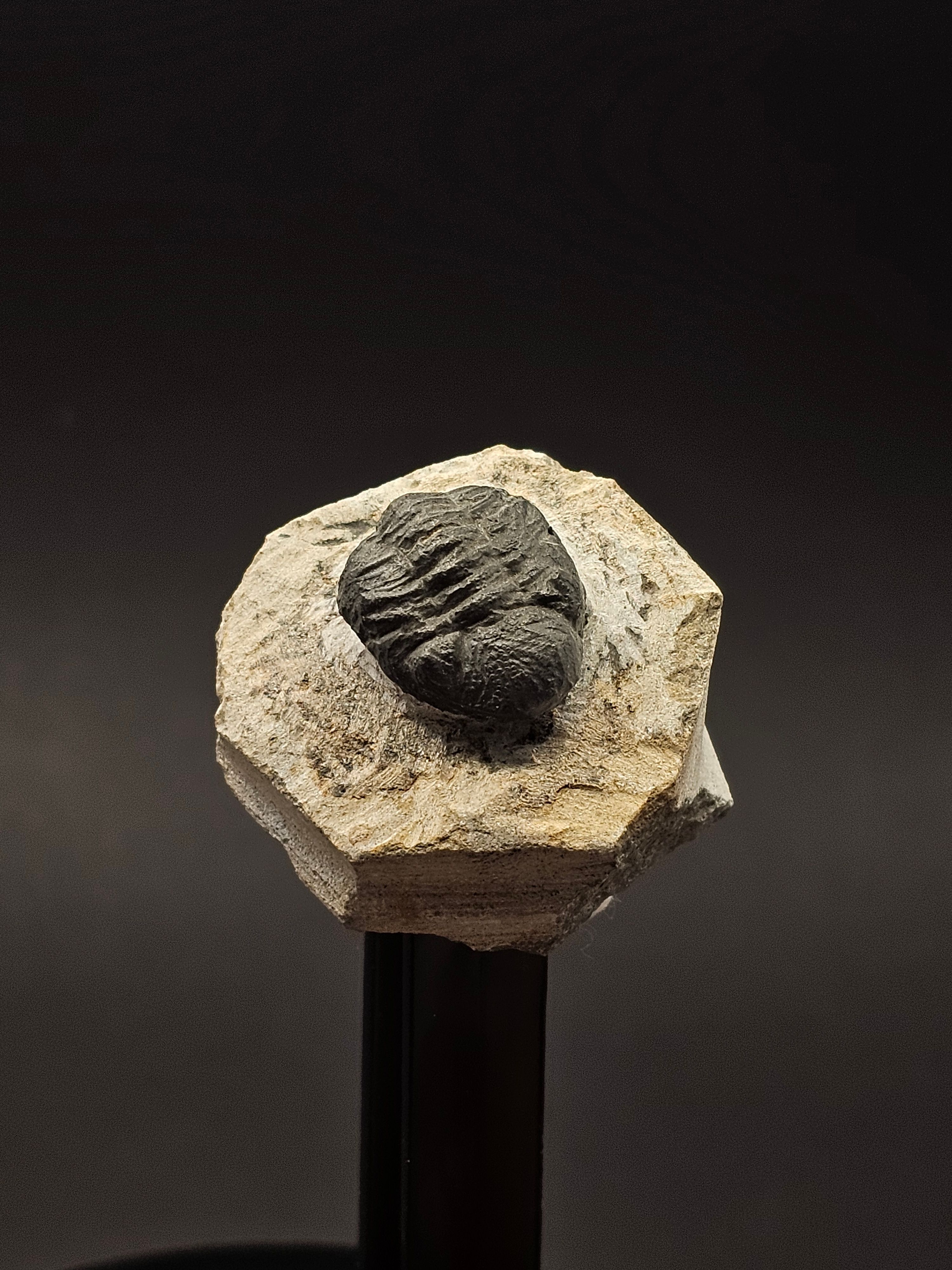 Gerastos Trilobite on Matrix — view 7