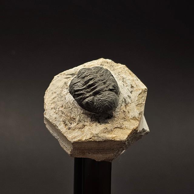 Gerastos Trilobite on Matrix — view 7