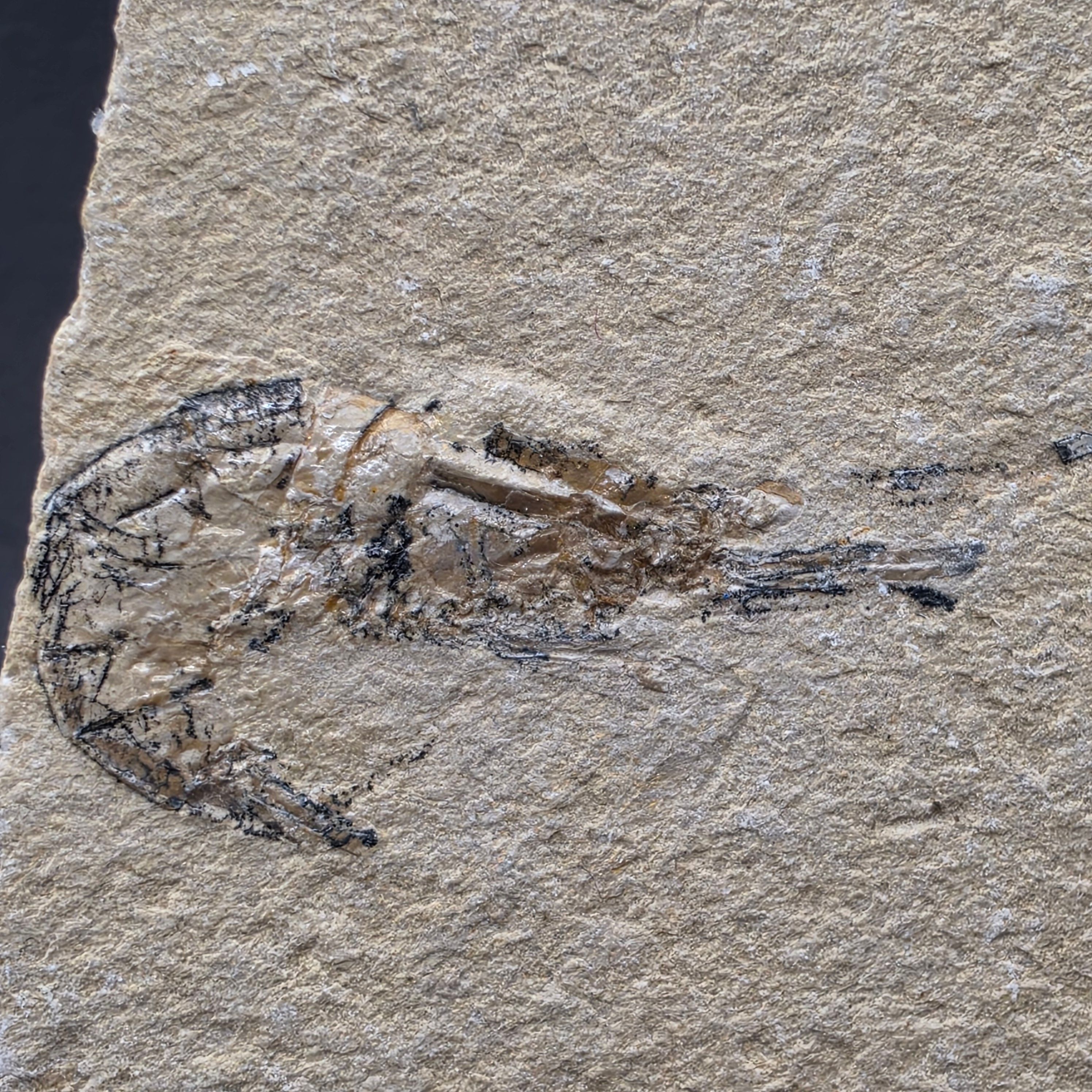 Carpopenaeus callirostris Shrimp — view 2