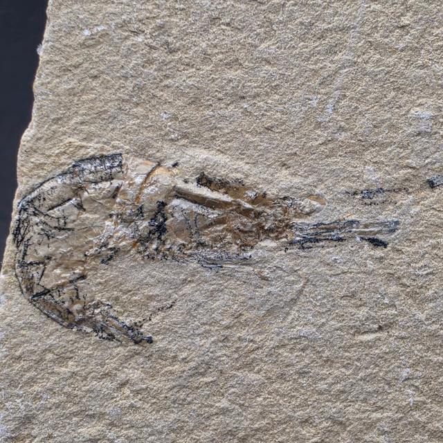 Carpopenaeus callirostris Shrimp — view 2