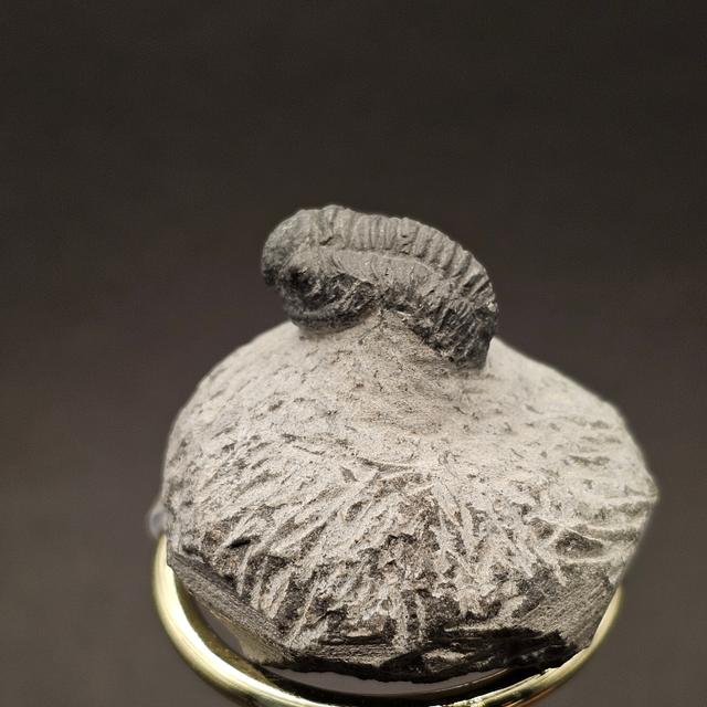 Gerastos Trilobite on Matrix — view 6