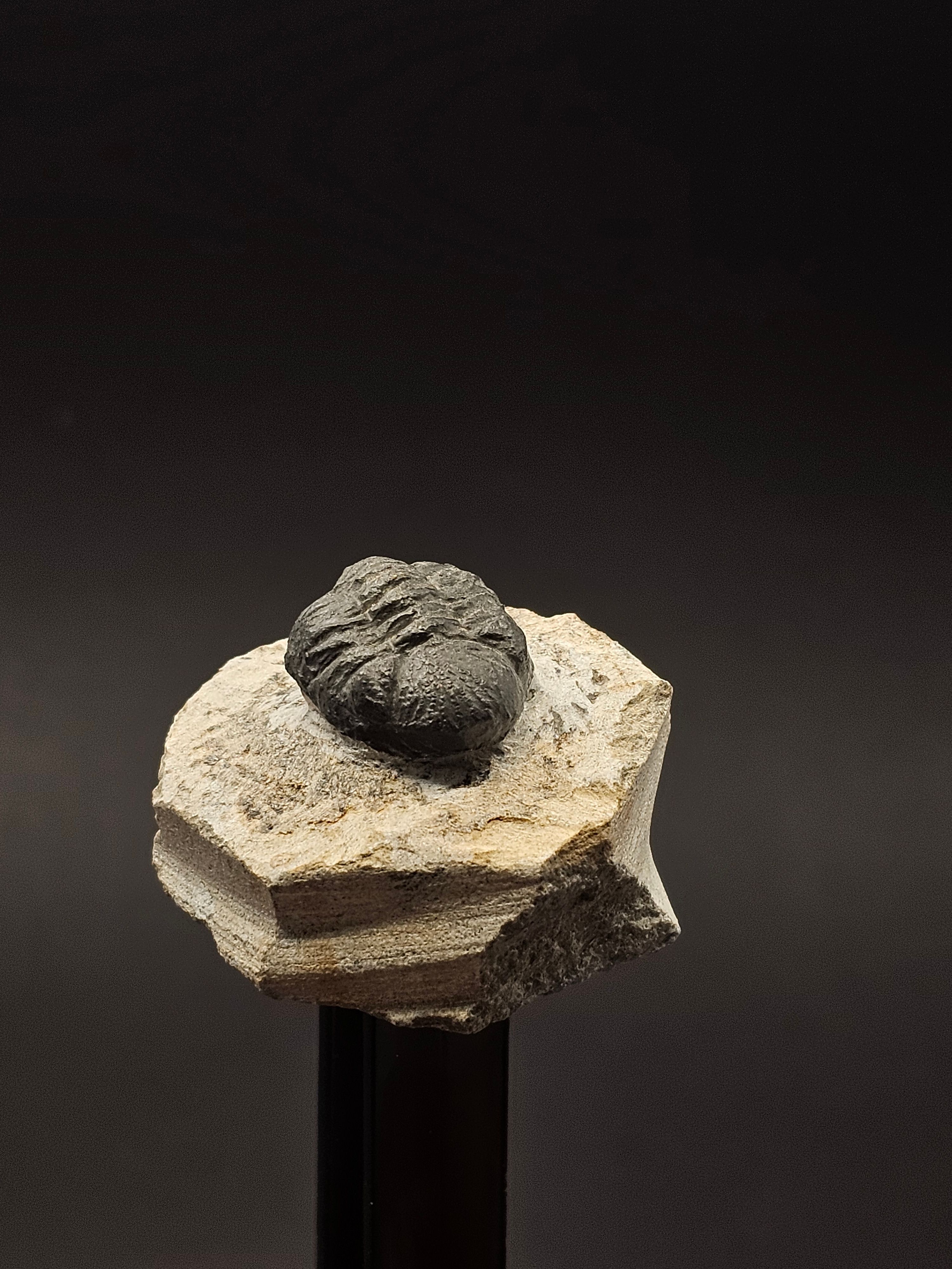 Gerastos Trilobite on Matrix — T3