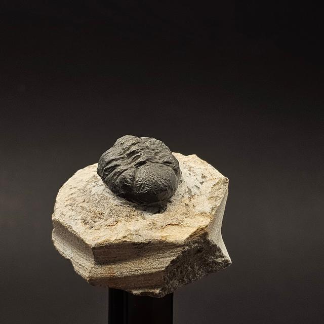 Gerastos Trilobite on Matrix — view 1